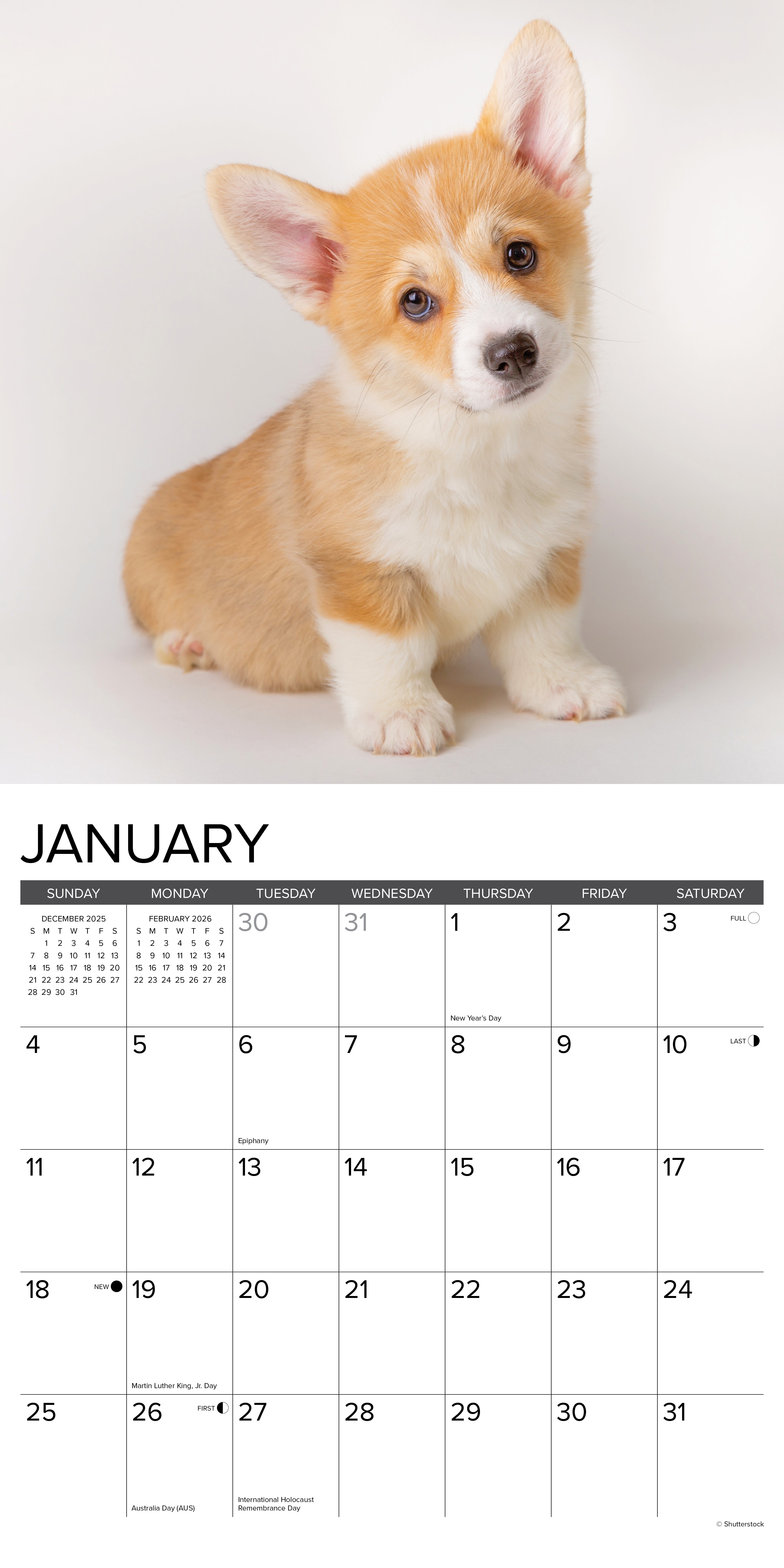 2026 Corgi Puppies - Square Wall Calendar