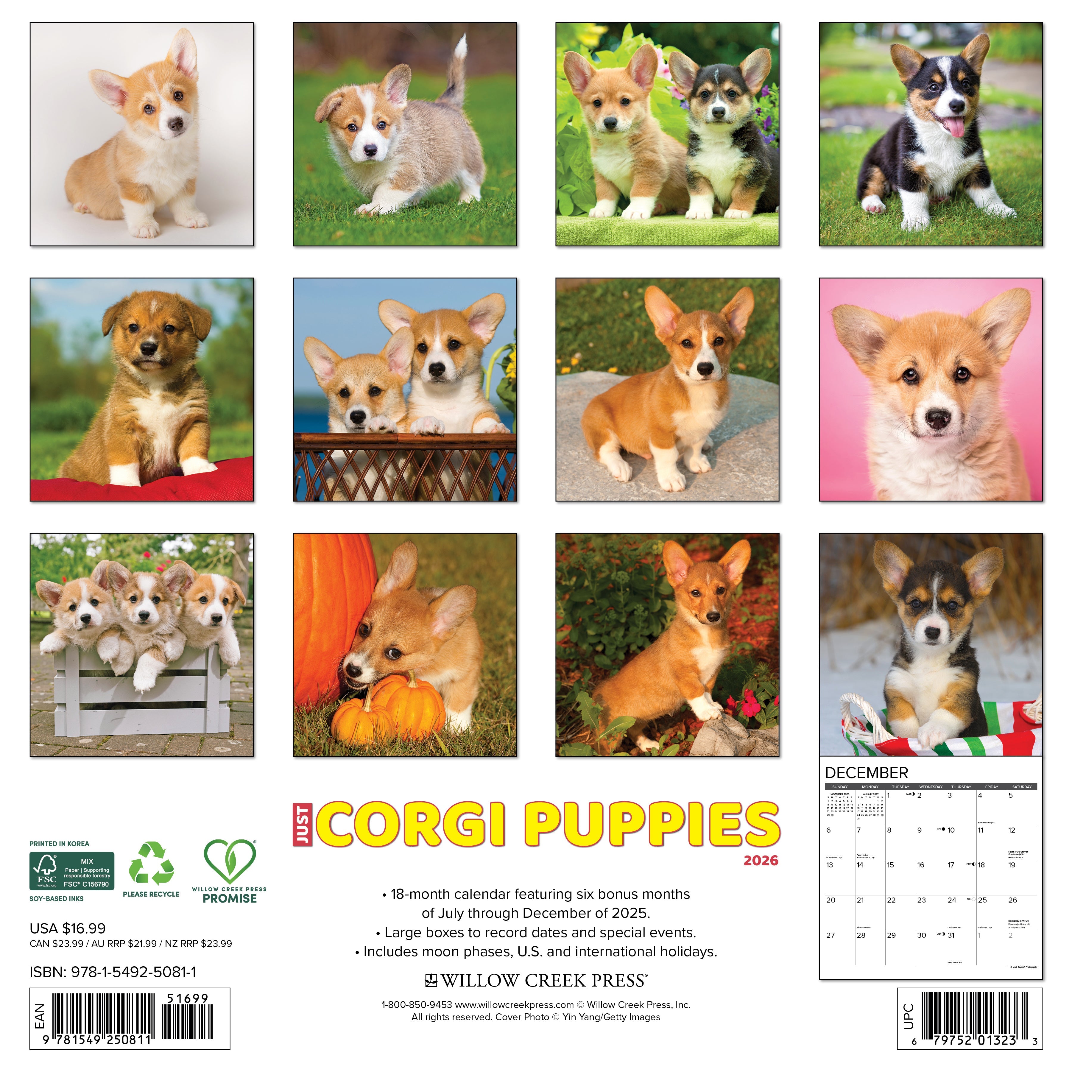2026 Corgi Puppies - Square Wall Calendar