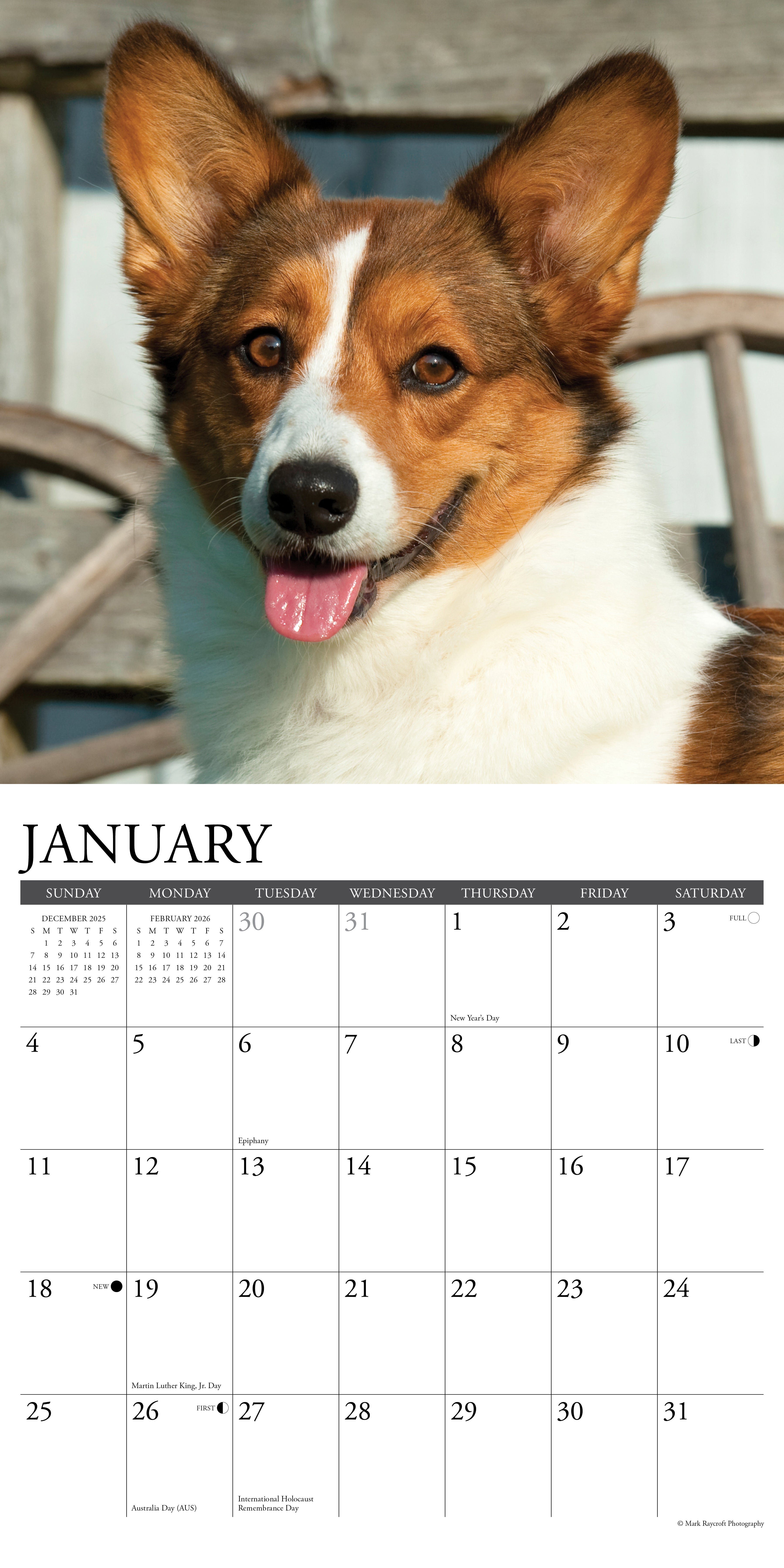 2026 Corgis - Square Wall Calendar