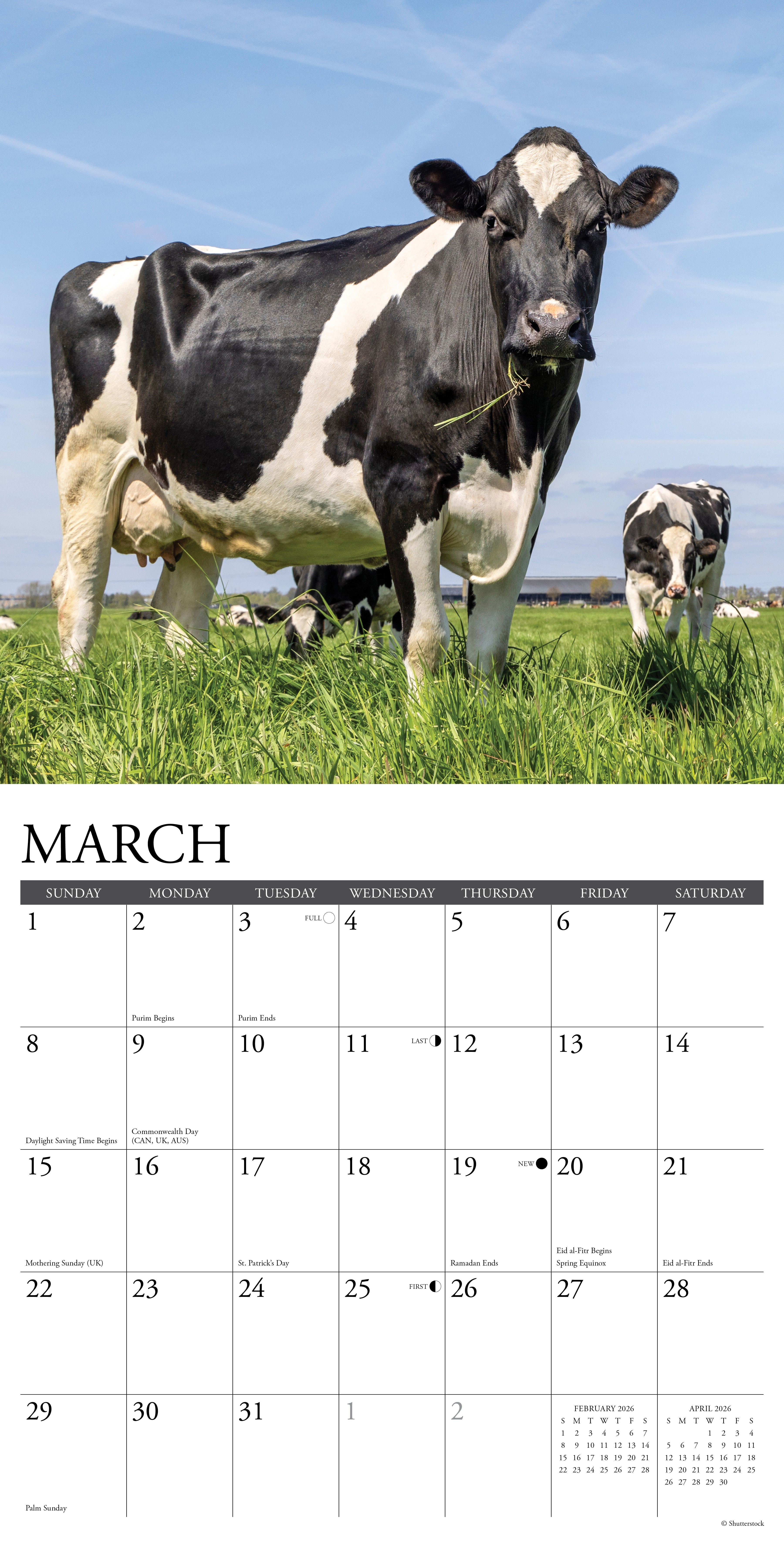 2026 Cows - Square Wall Calendar