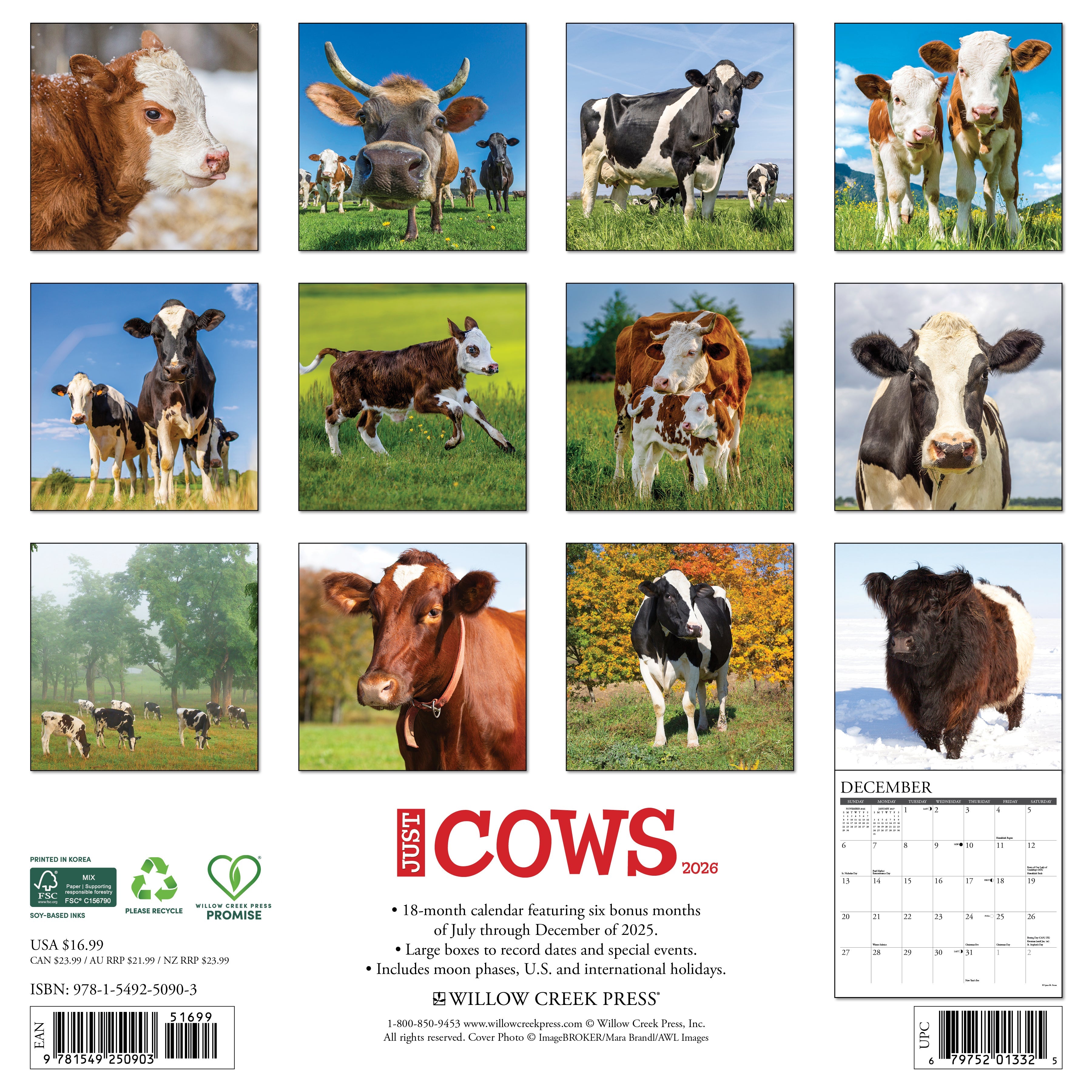 2026 Cows - Square Wall Calendar