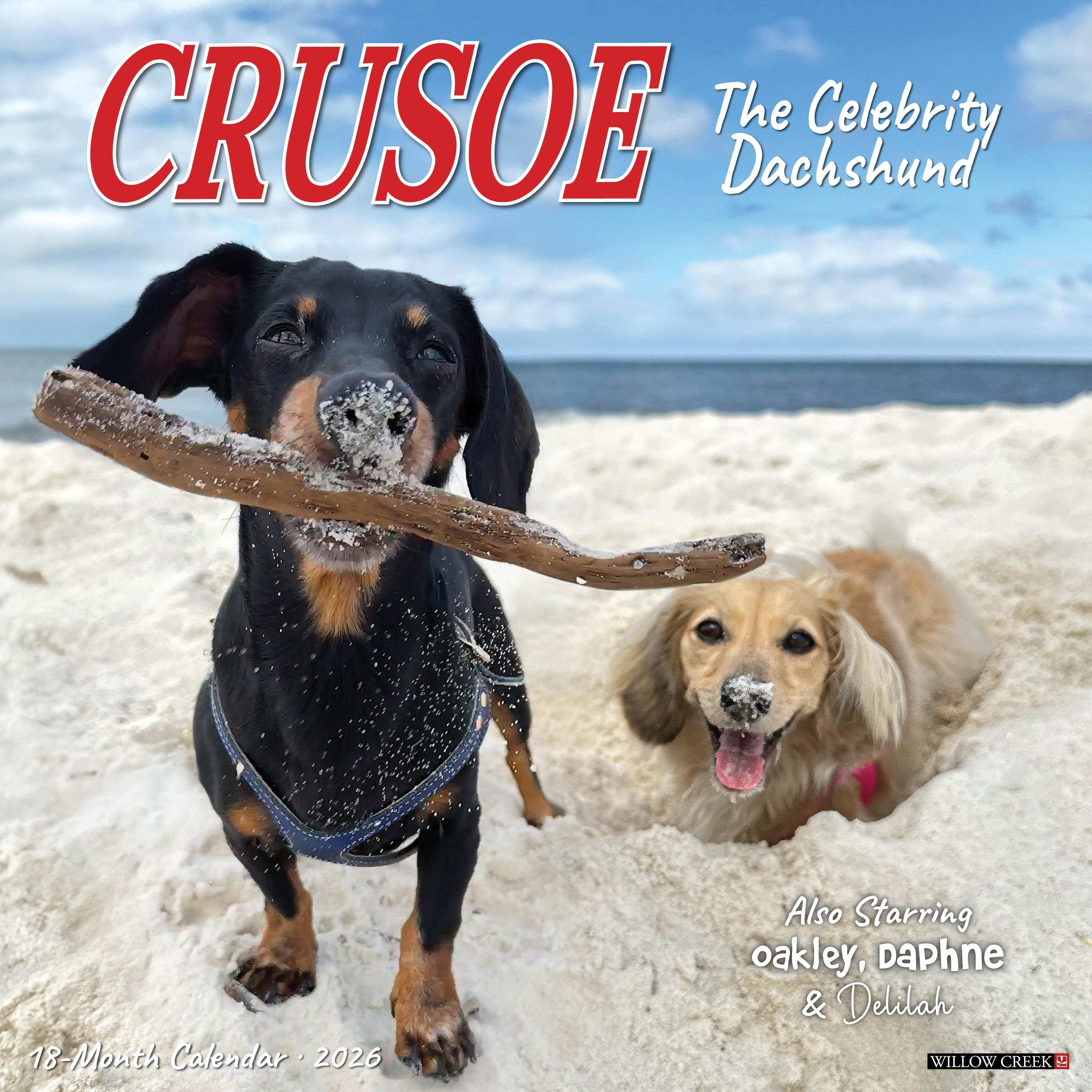2026 Crusoe the Celebrity Dachshund - Square Wall Calendar
