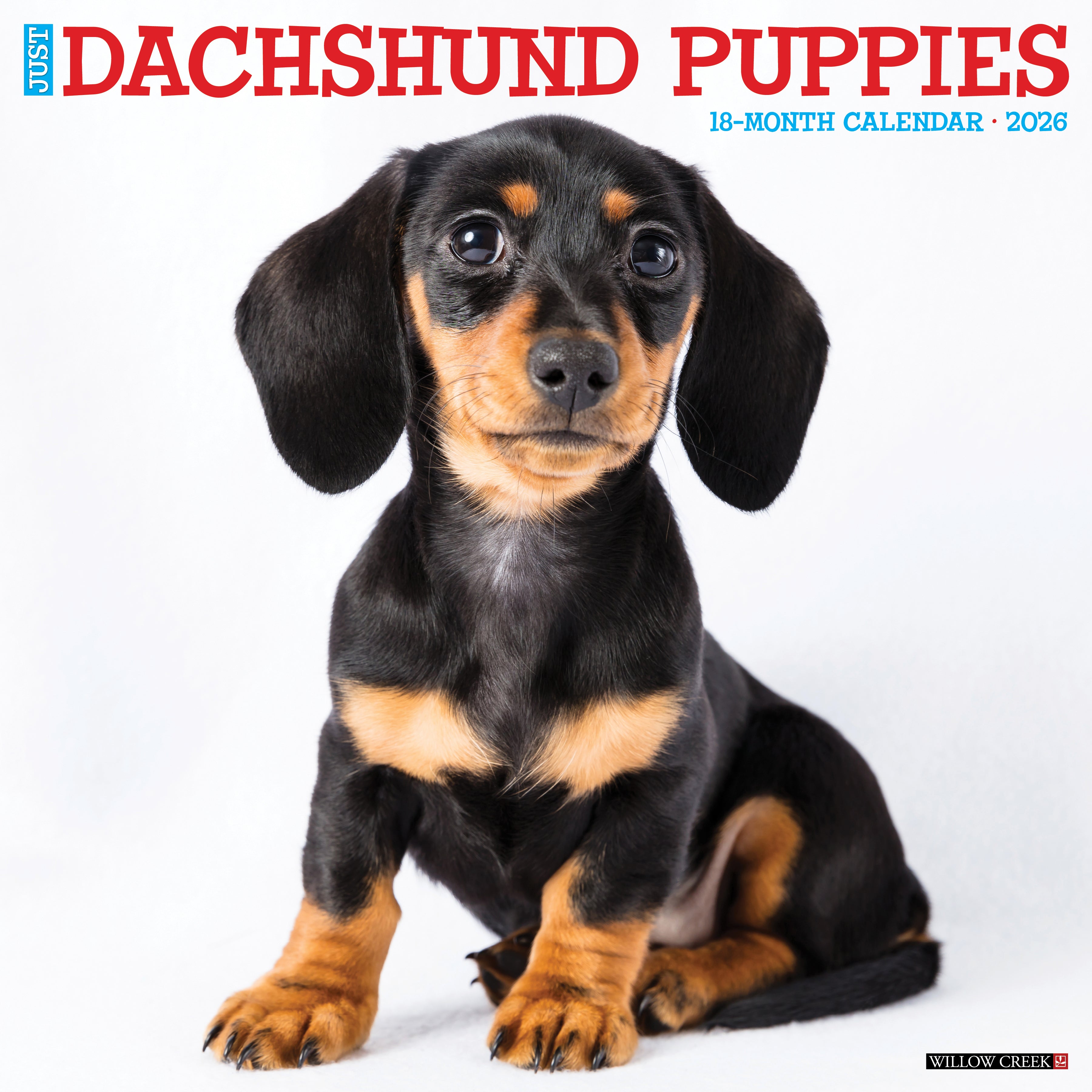 2026 Dachshund Puppies - Square Wall Calendar