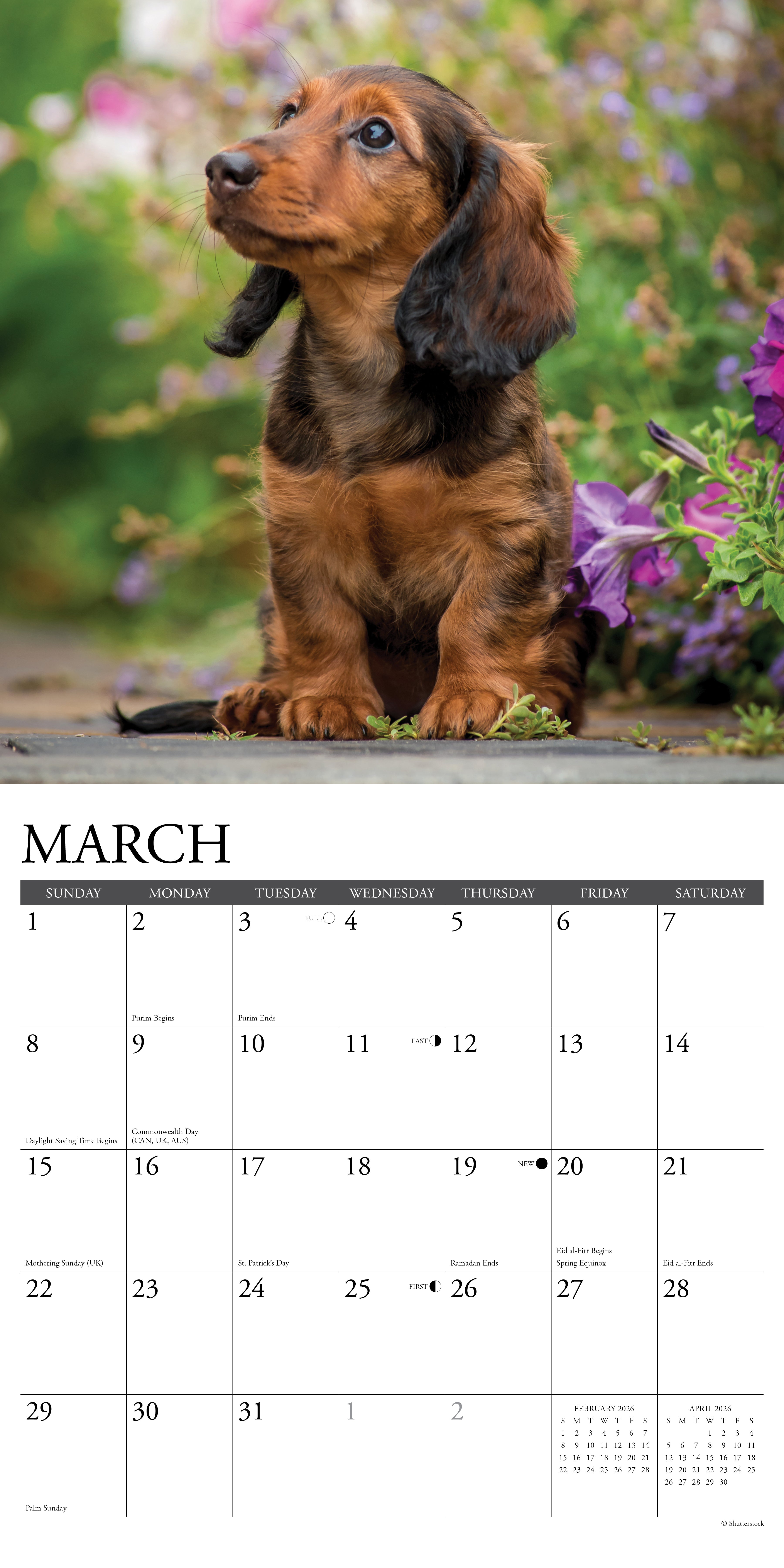 2026 Dachshund Puppies - Square Wall Calendar