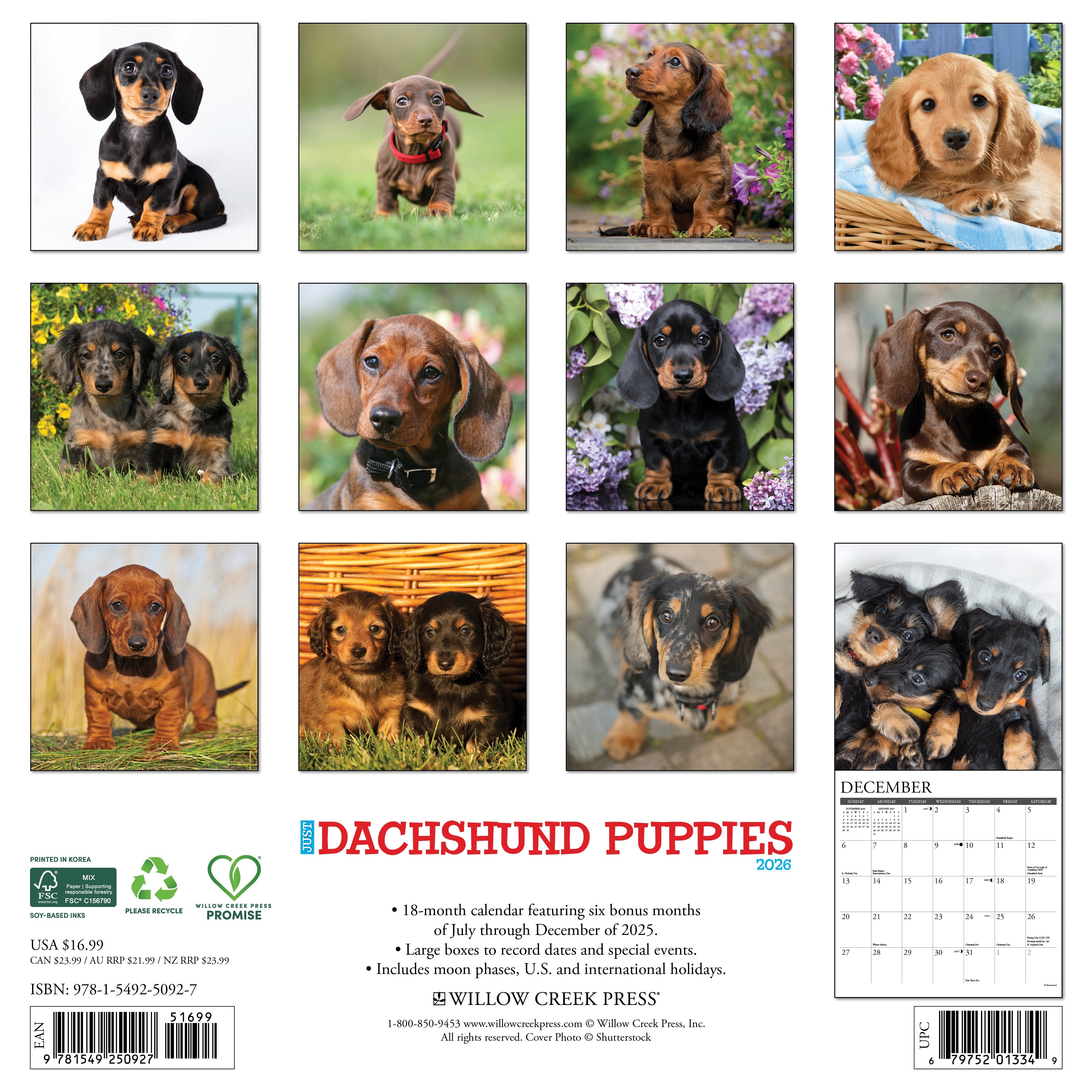 2026 Dachshund Puppies - Square Wall Calendar
