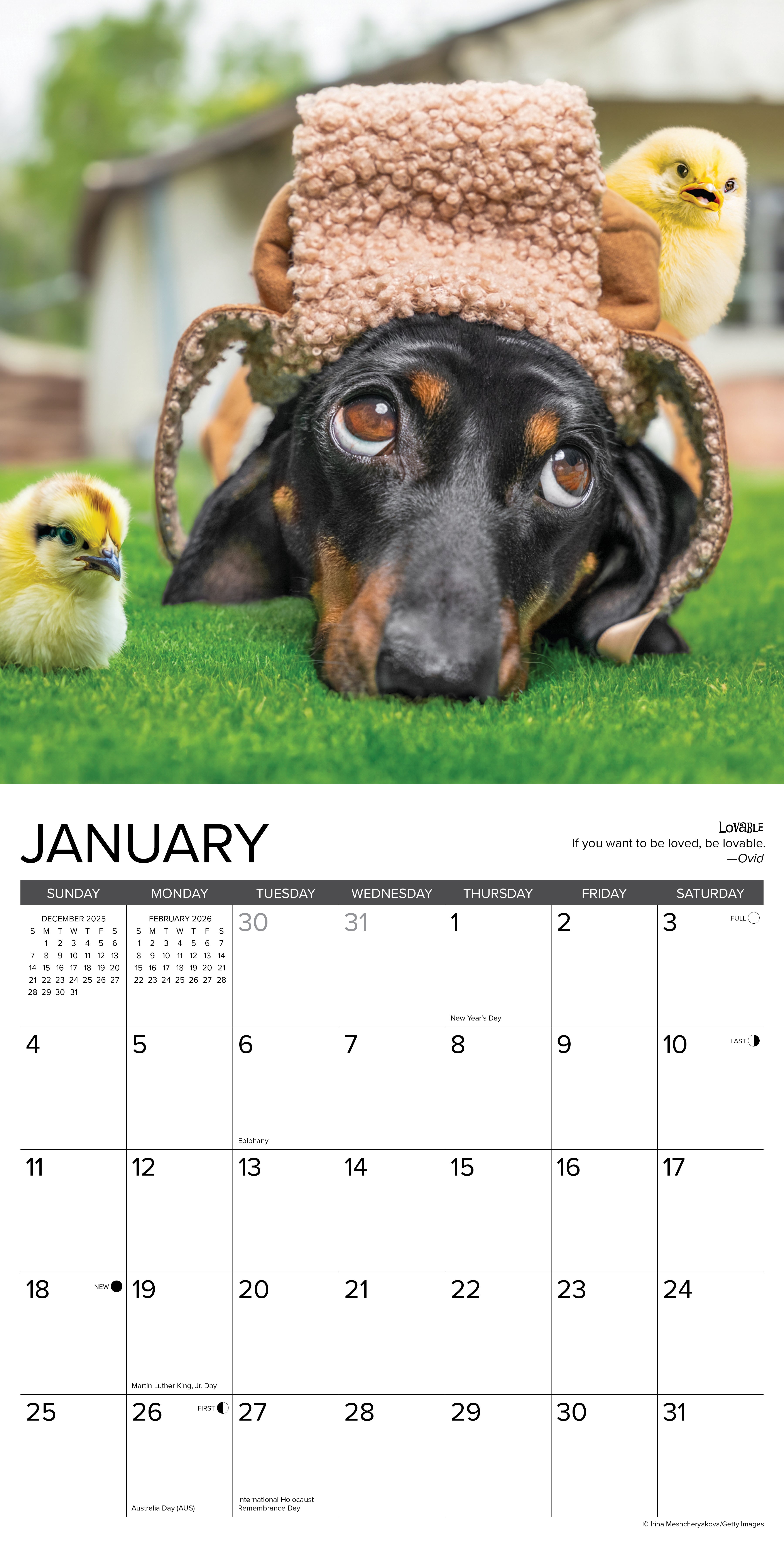 2026 Dachshund Rules - Square Wall Calendar