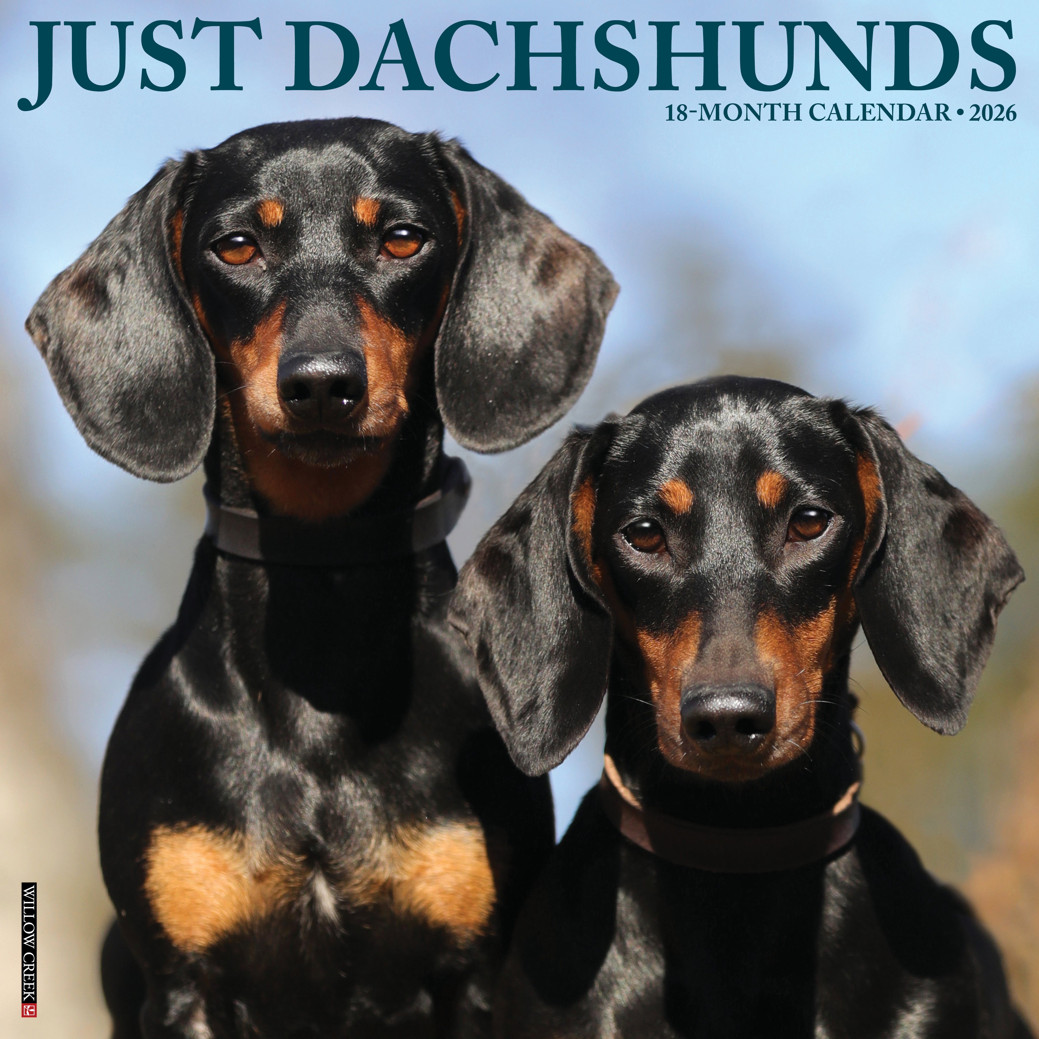 2026 Dachshunds - Square Wall Calendar