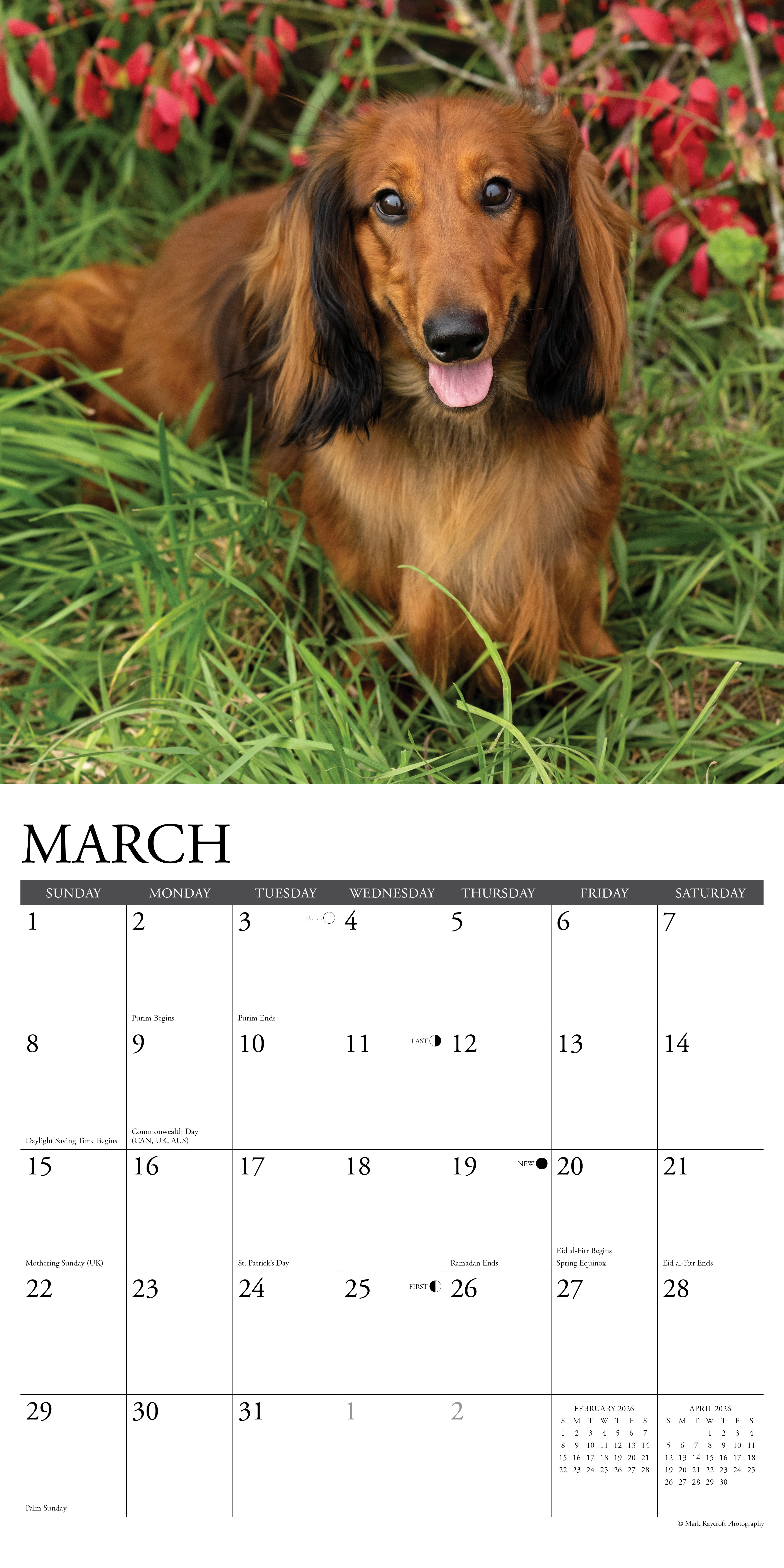 2026 Dachshunds - Square Wall Calendar