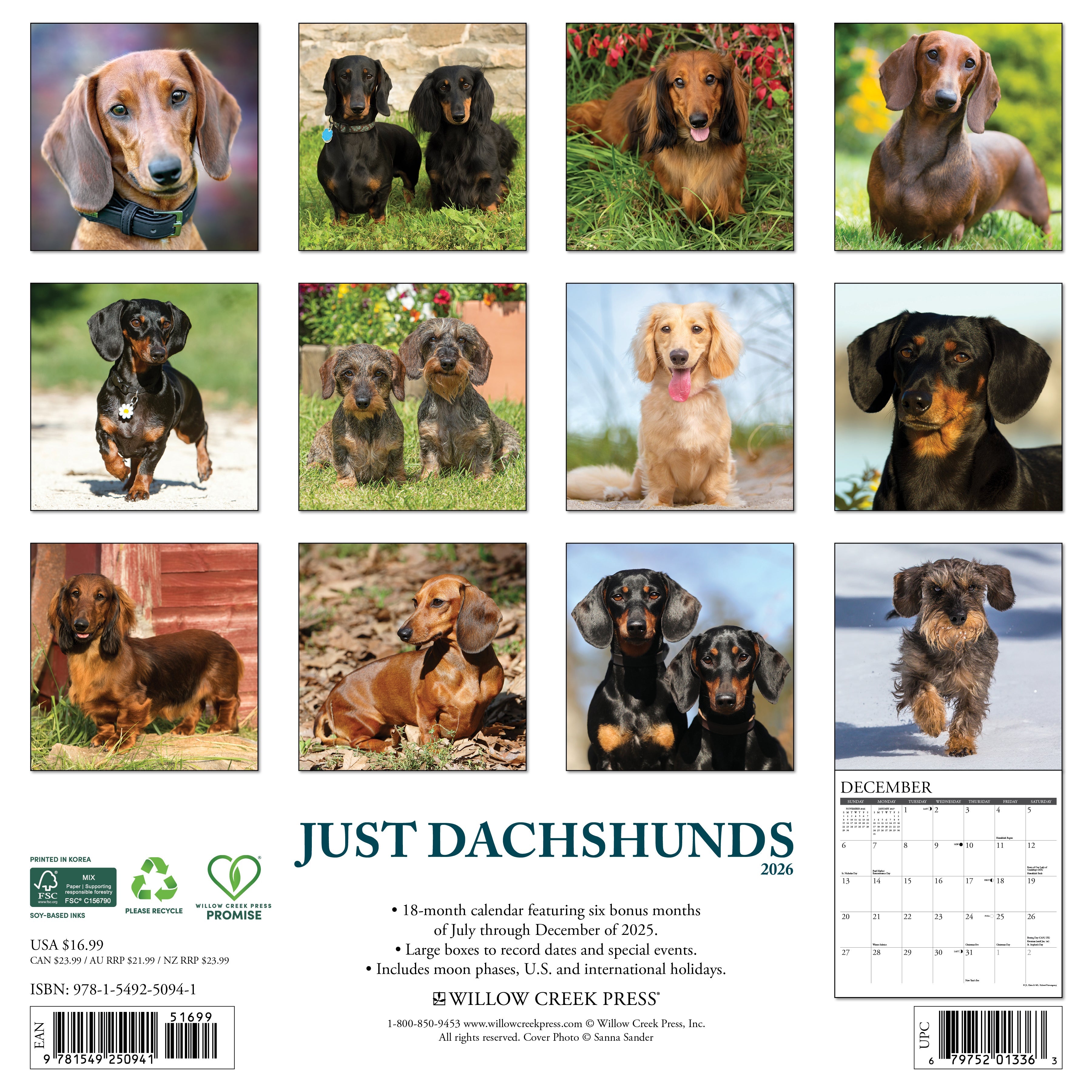 2026 Dachshunds - Square Wall Calendar