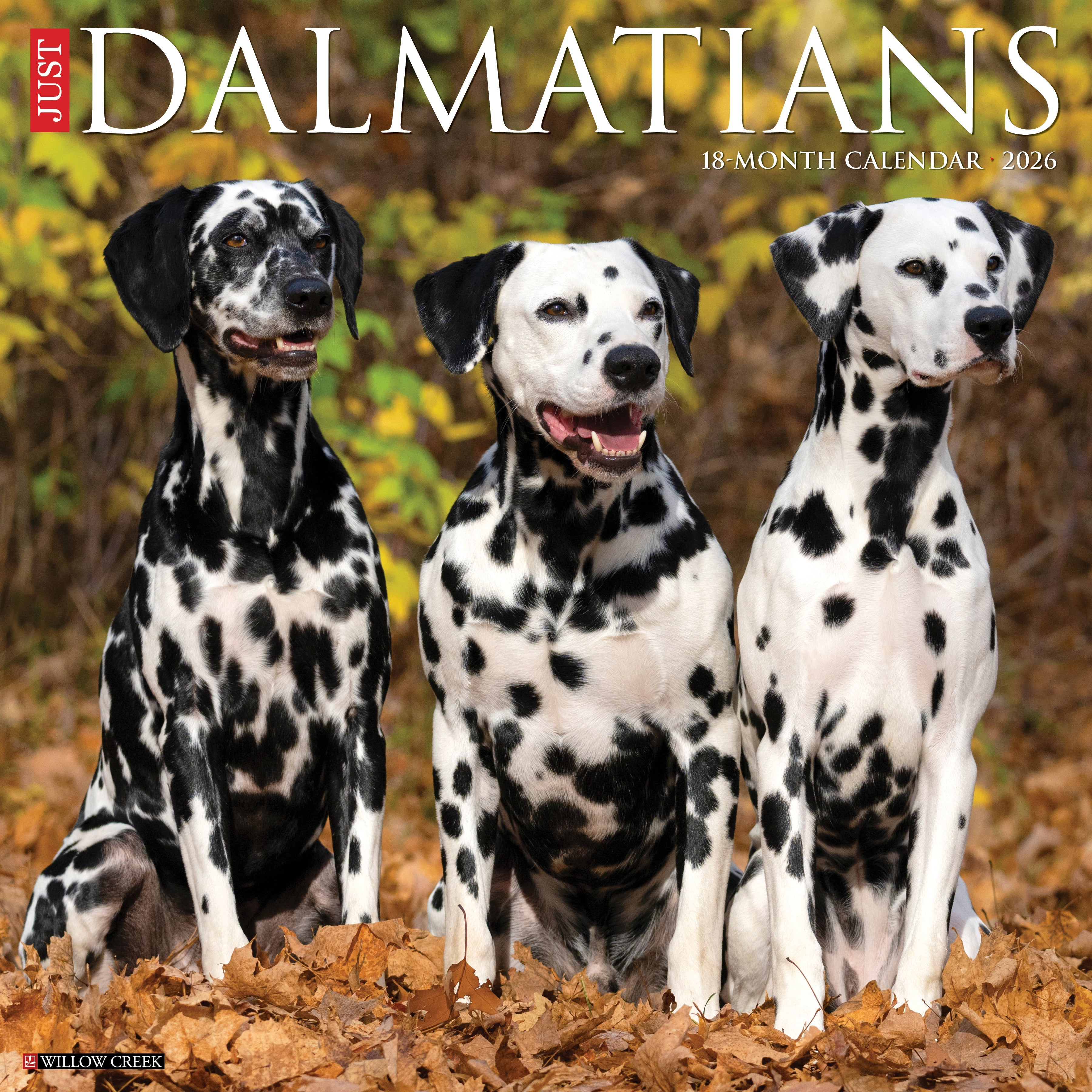 2026 Dalmatians - Square Wall Calendar