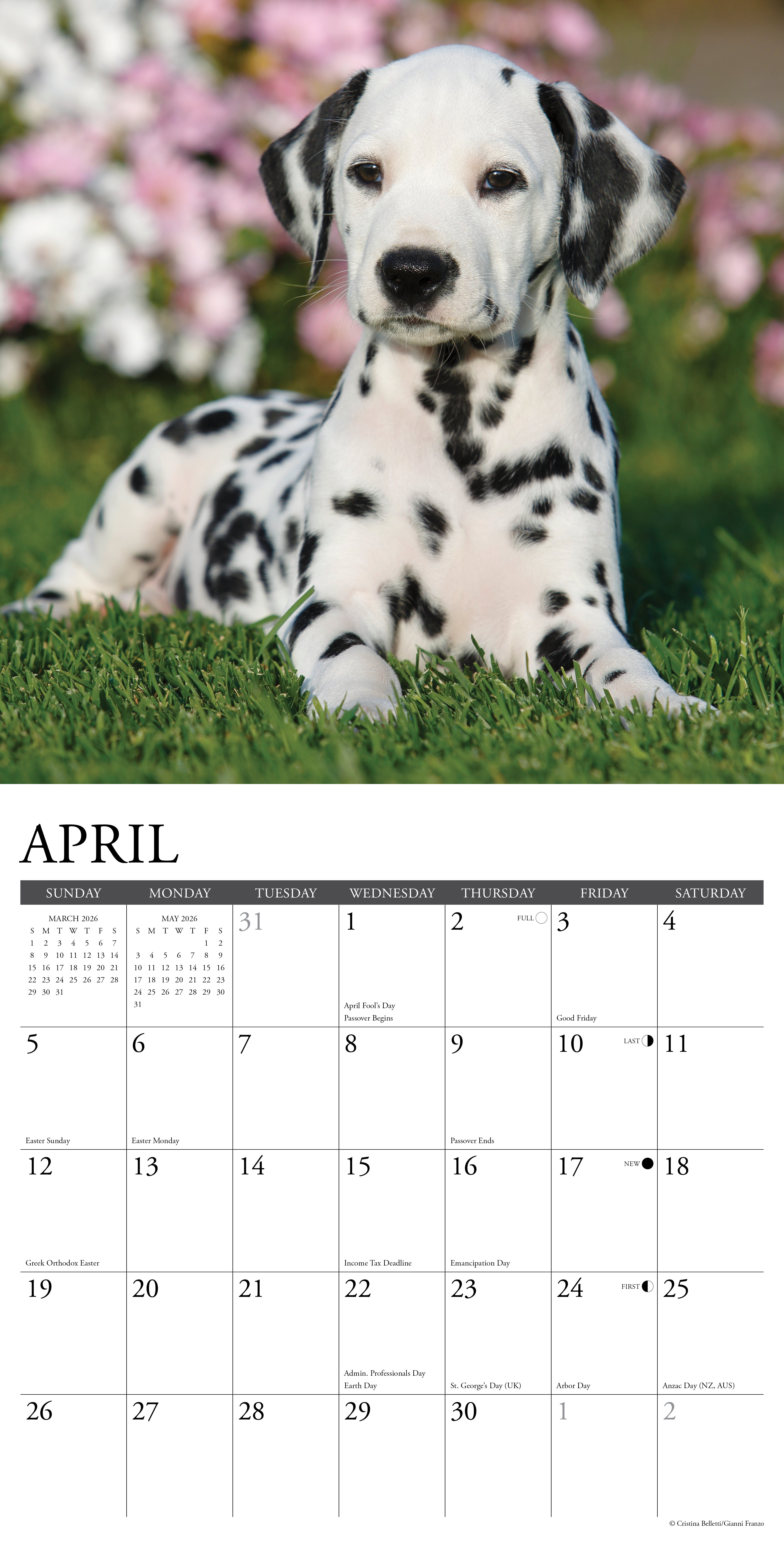 2026 Dalmatians - Square Wall Calendar