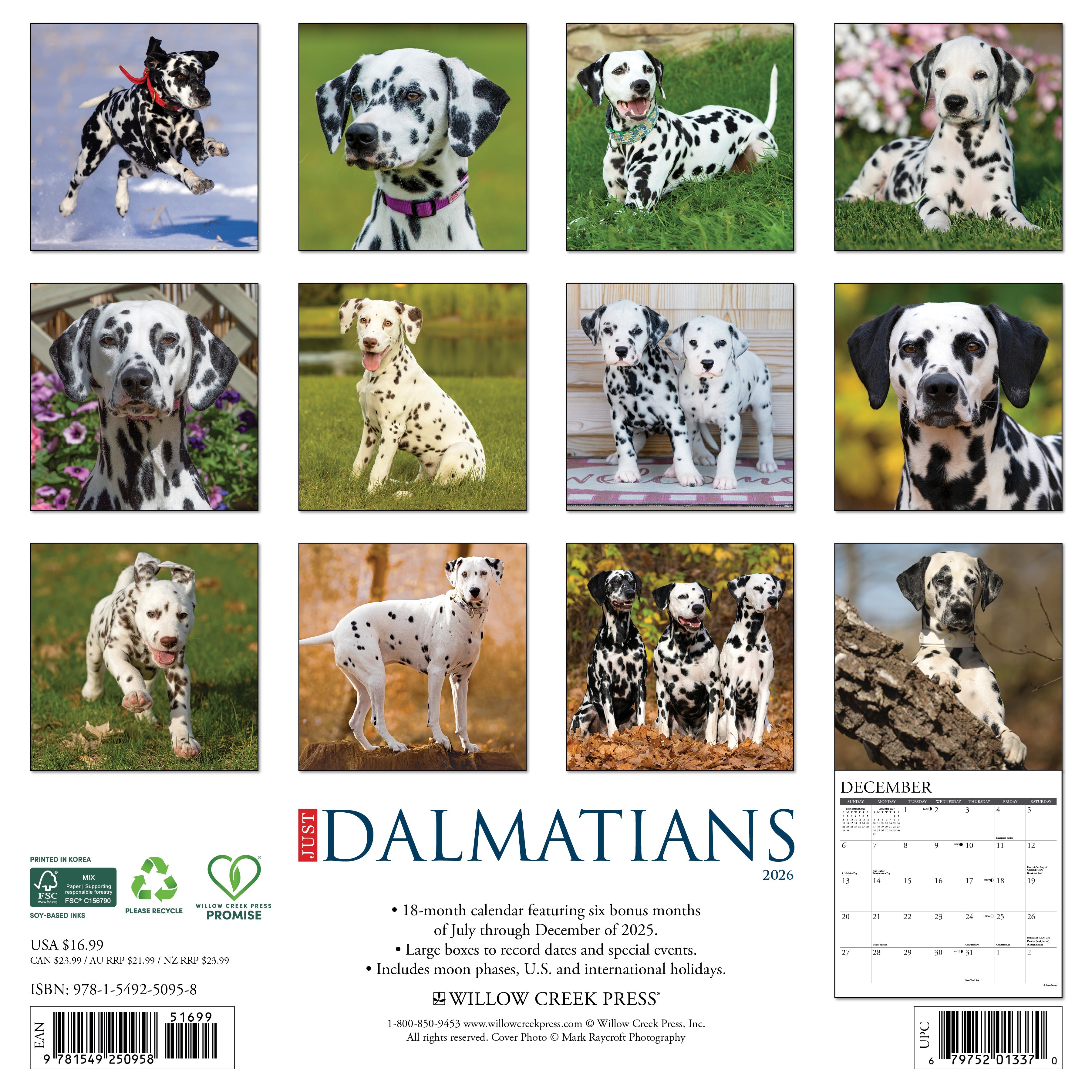 2026 Dalmatians - Square Wall Calendar