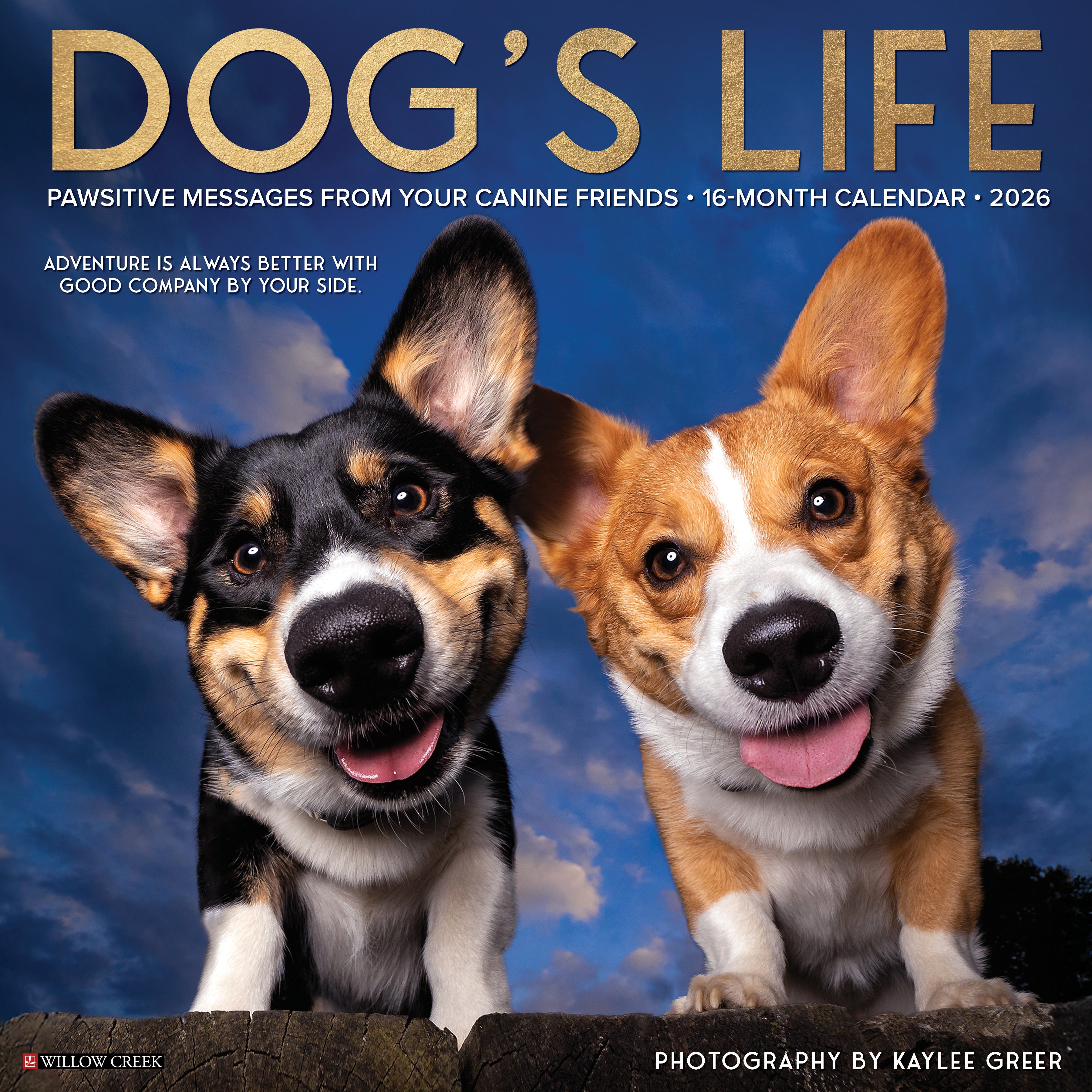 2026 Dog's Life - Square Wall Calendar