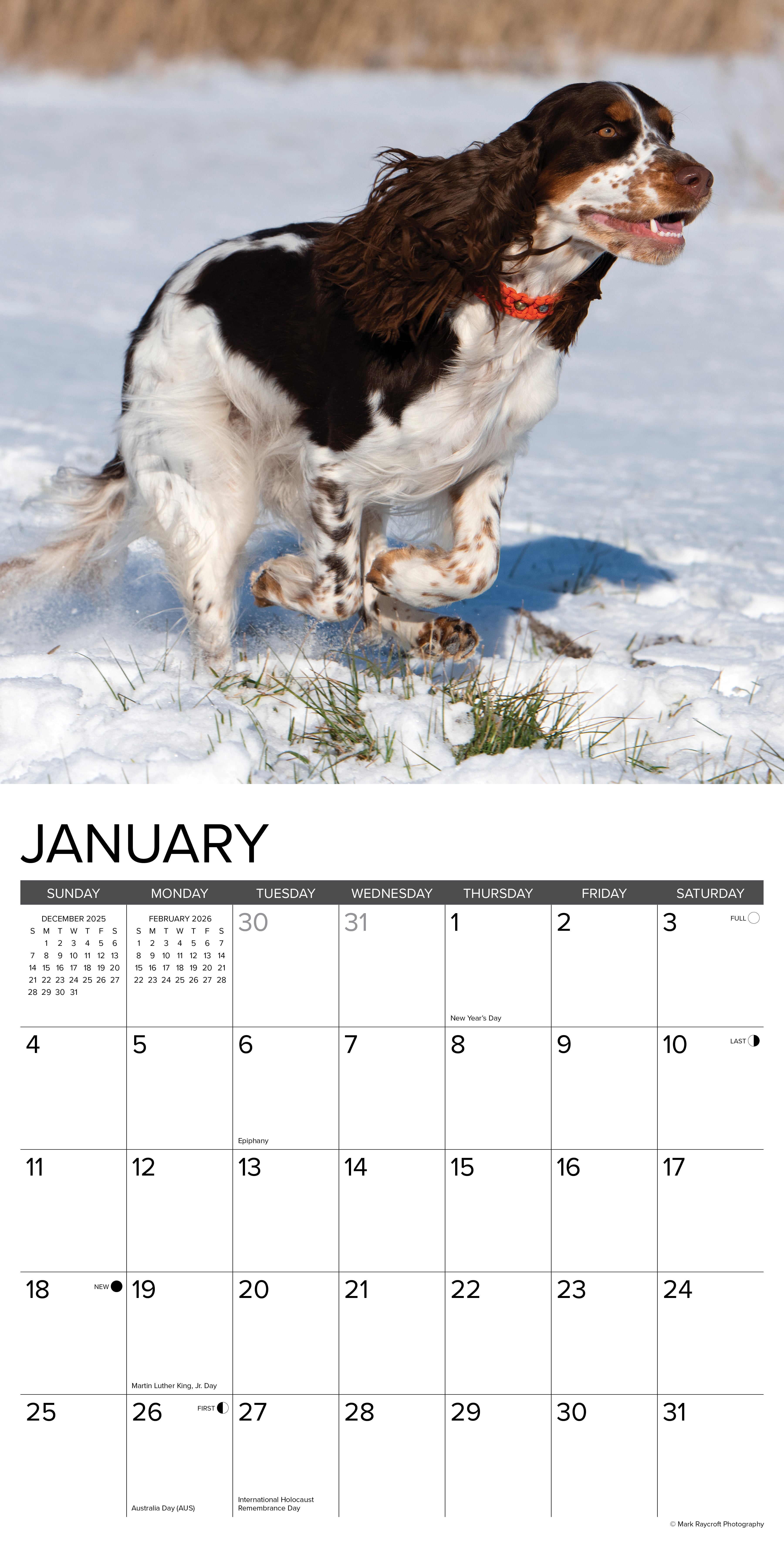 2026 English Springer Spaniels - Square Wall Calendar