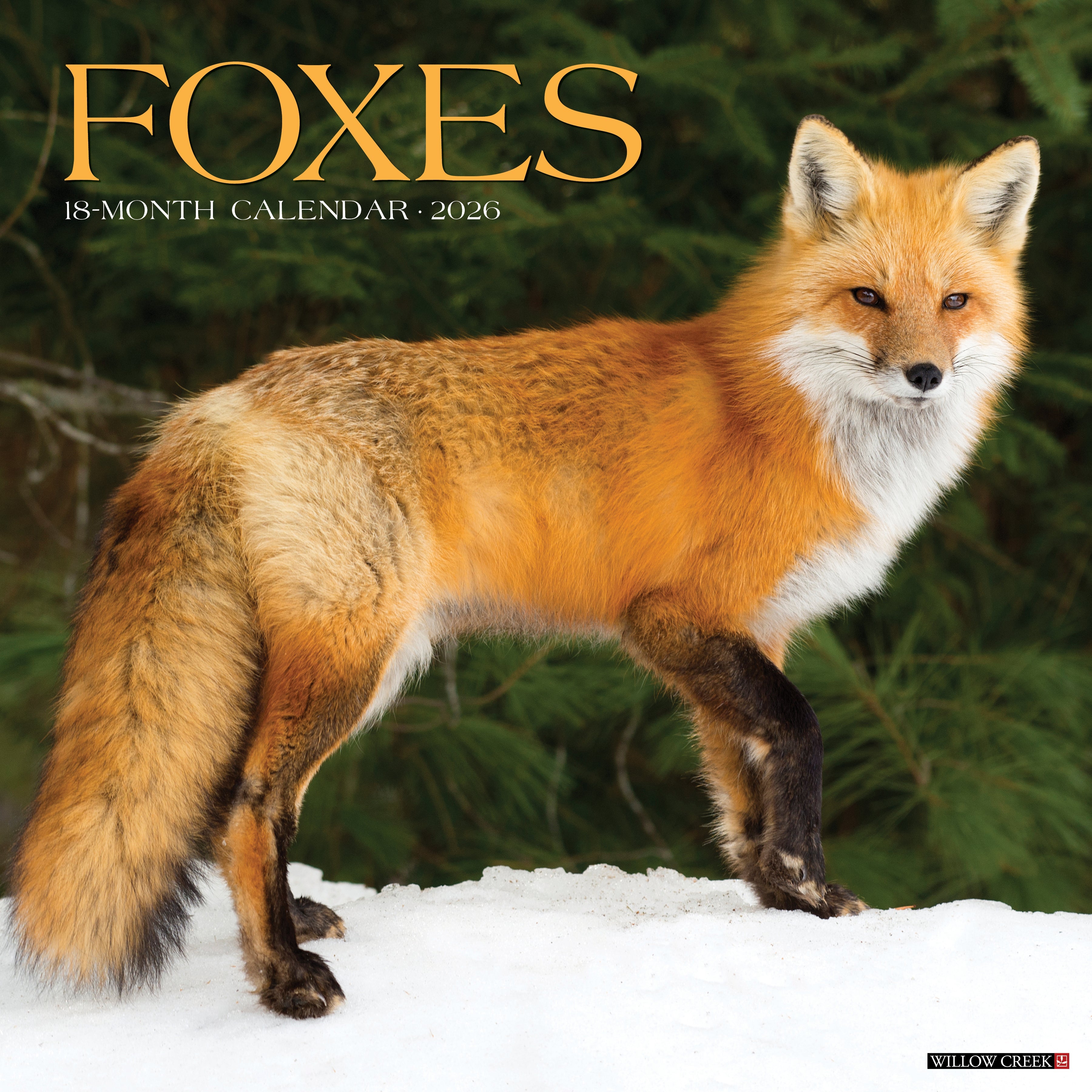 2026 Foxes - Square Wall Calendar