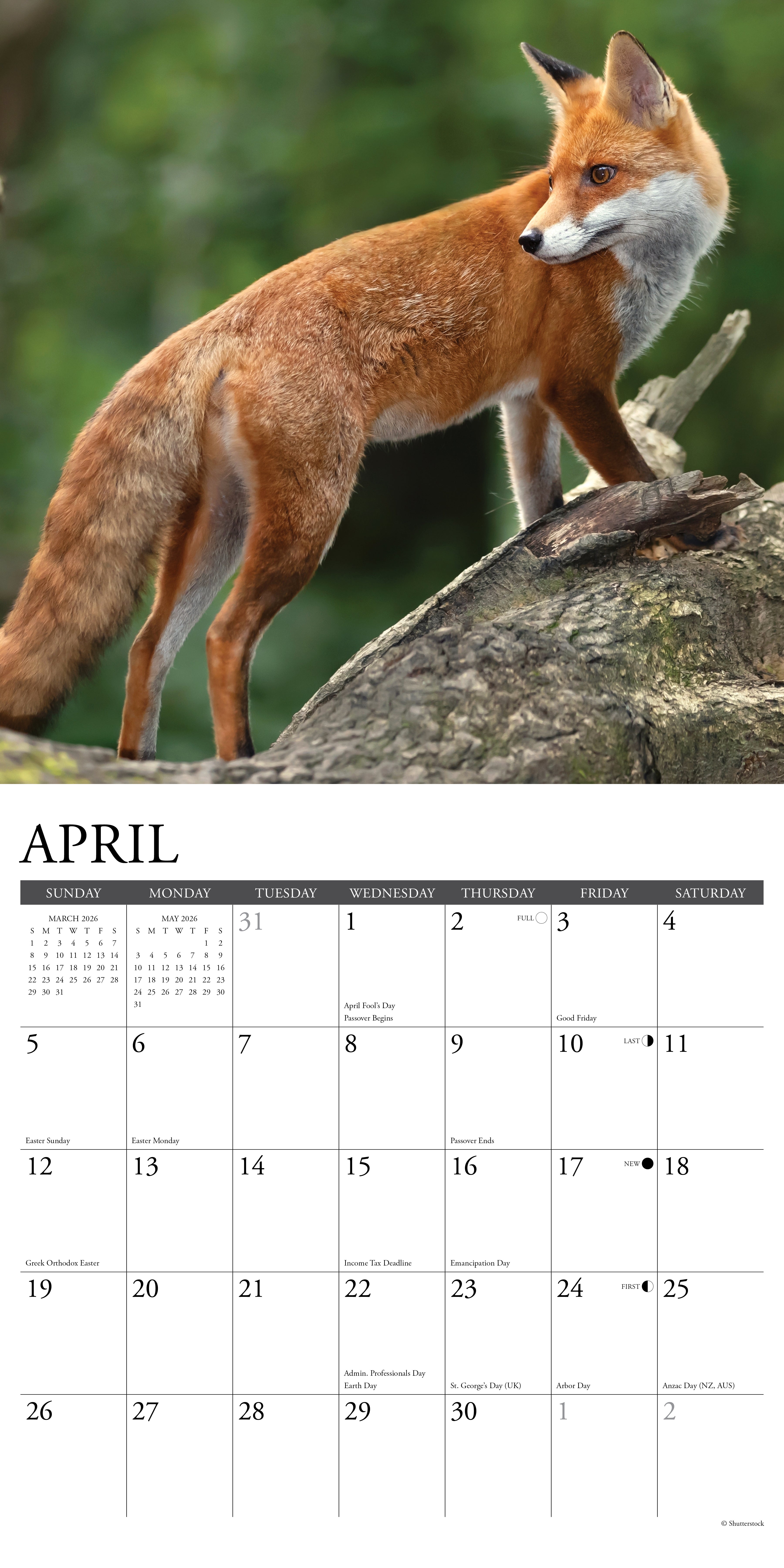 2026 Foxes - Square Wall Calendar