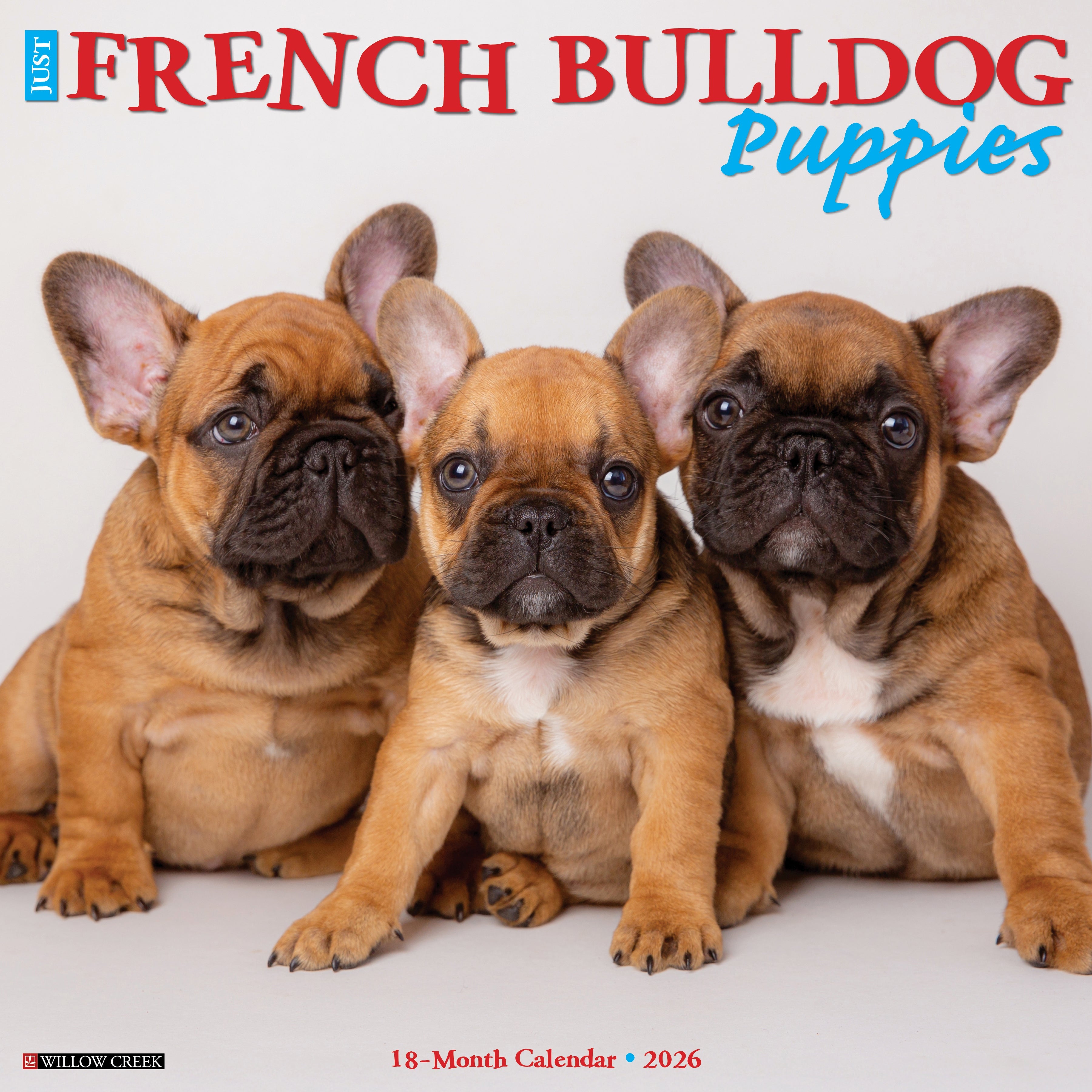 2026 French Bulldog Puppies - Square Wall Calendar