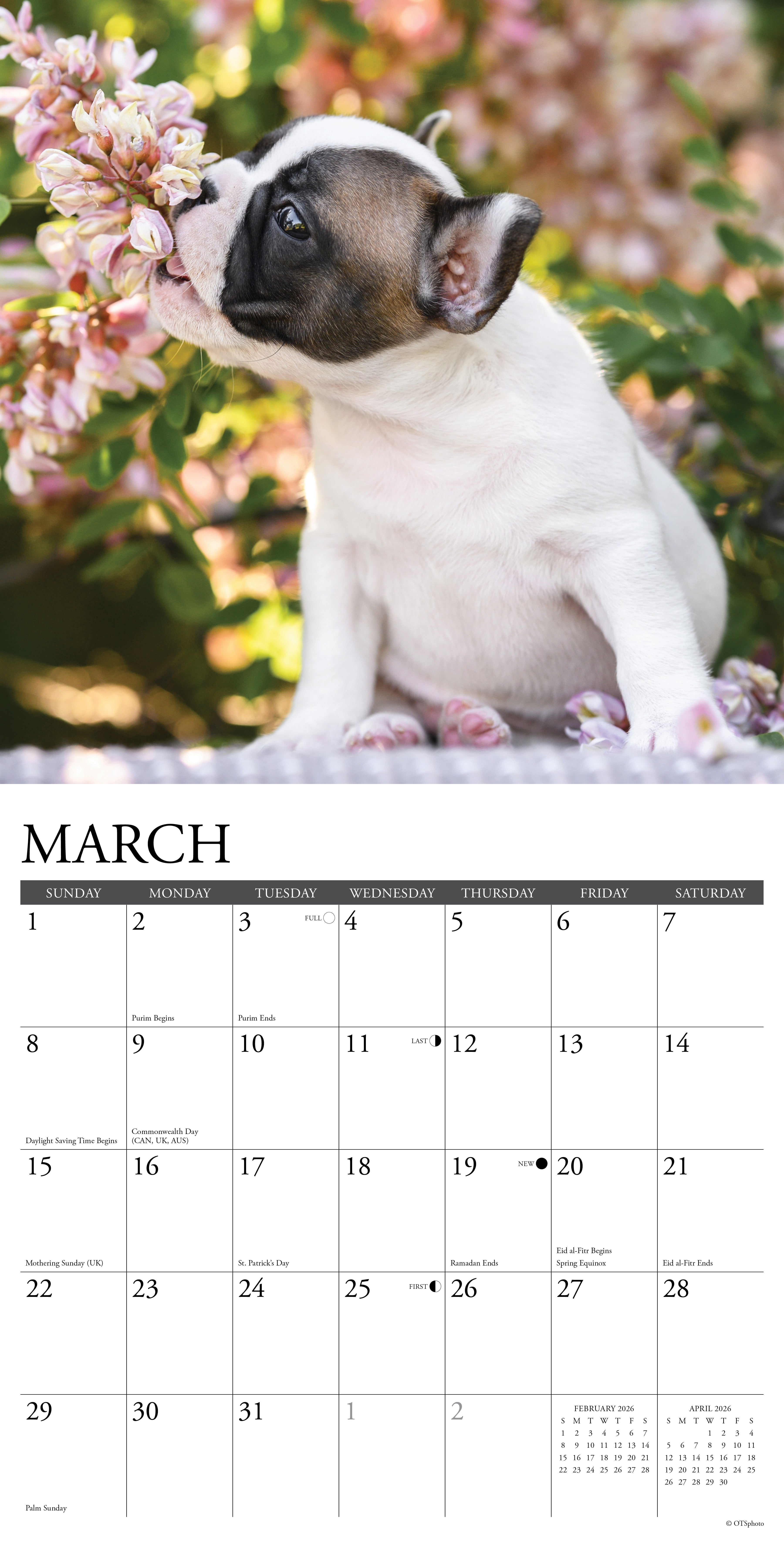 2026 French Bulldog Puppies - Square Wall Calendar