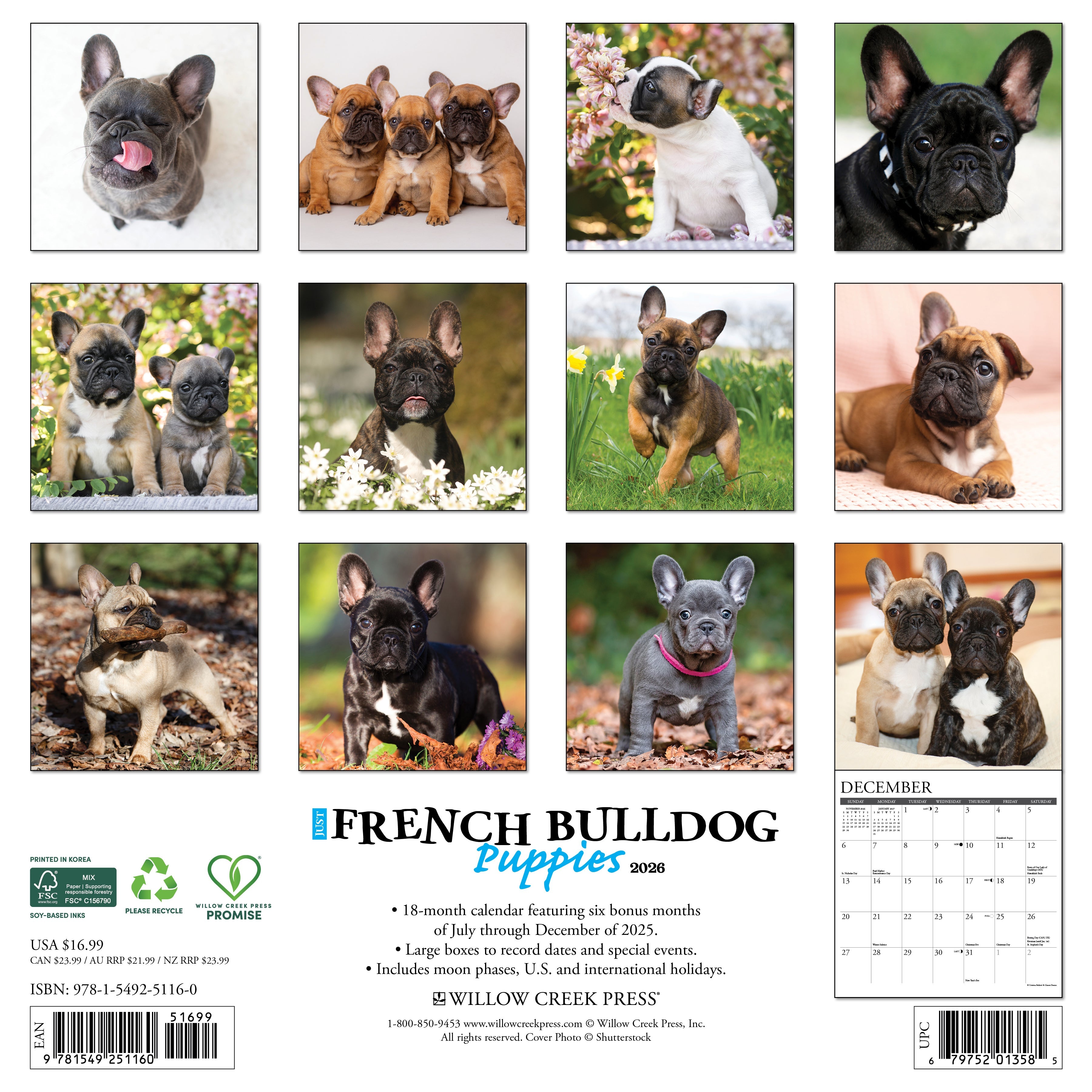 2026 French Bulldog Puppies - Square Wall Calendar