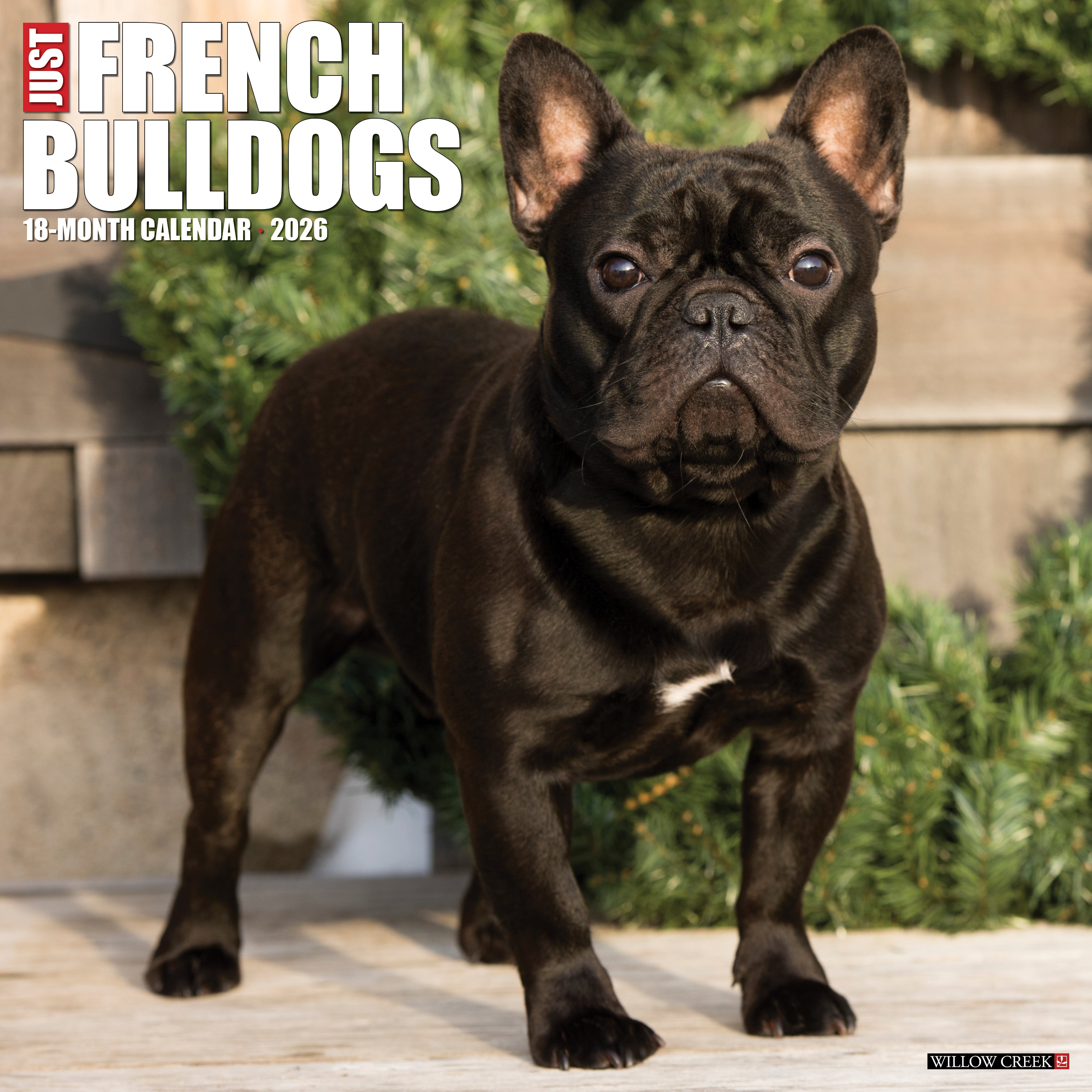 2026 French Bulldogs - Square Wall Calendar