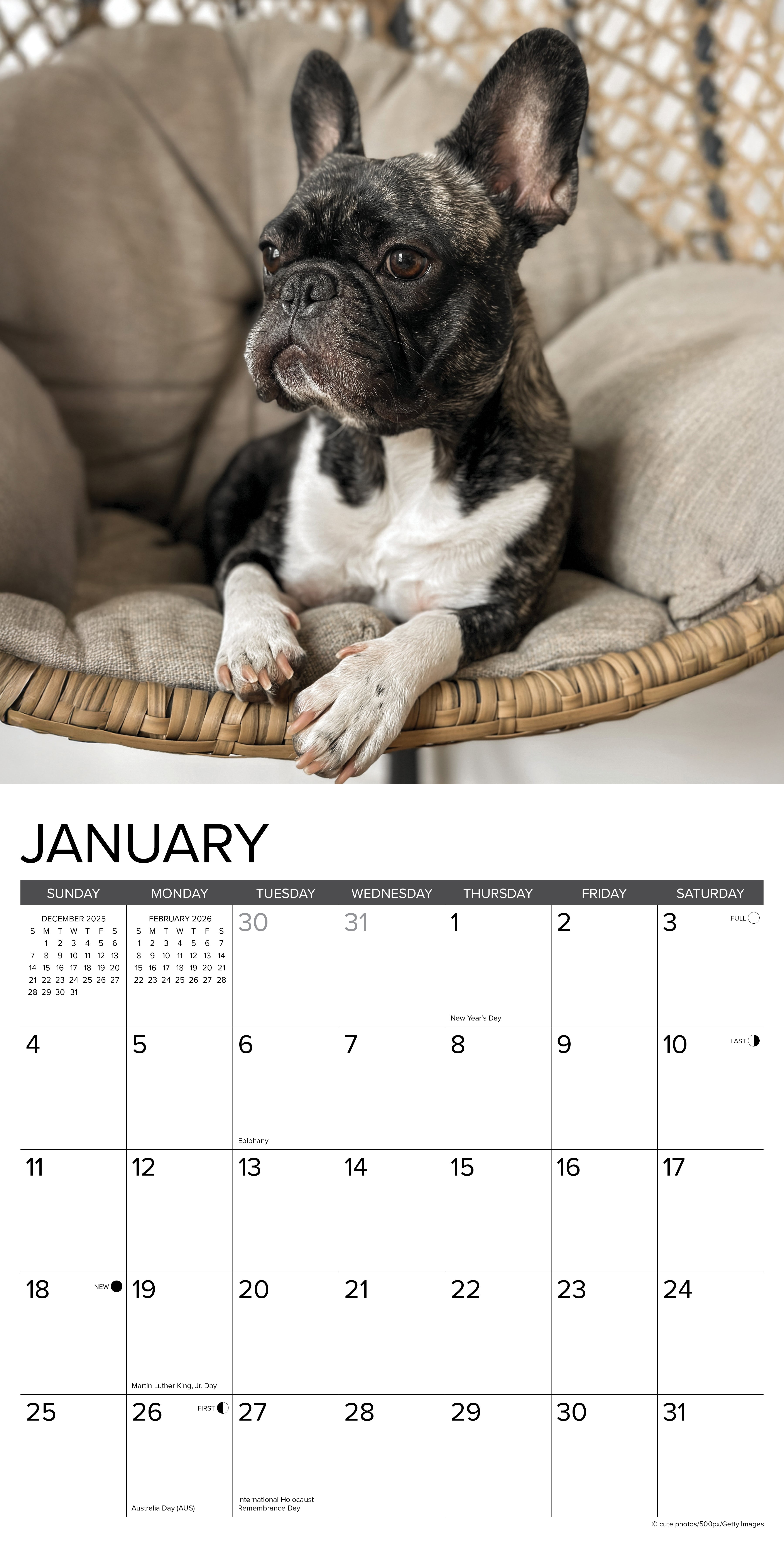 2026 French Bulldogs - Square Wall Calendar