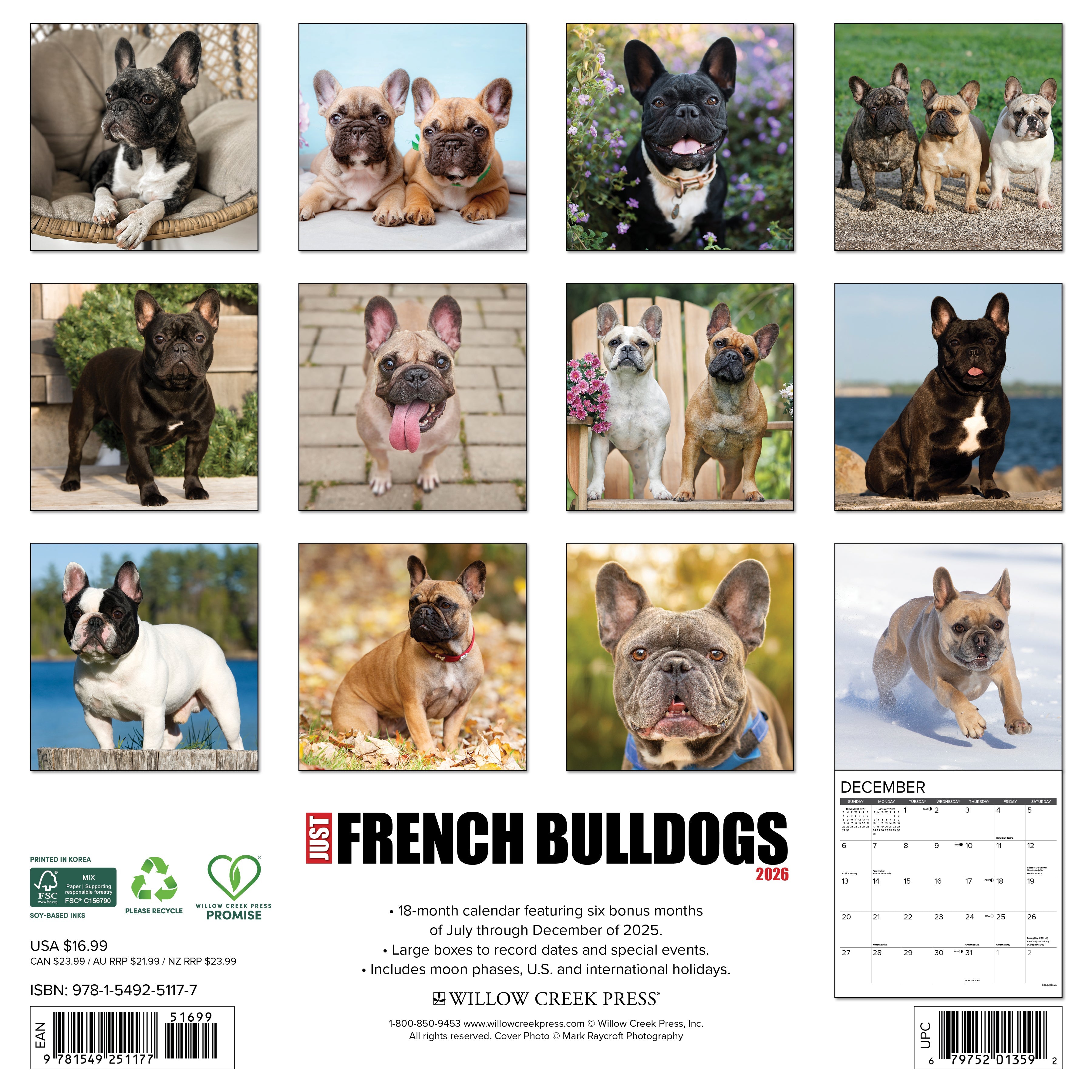 2026 French Bulldogs - Square Wall Calendar