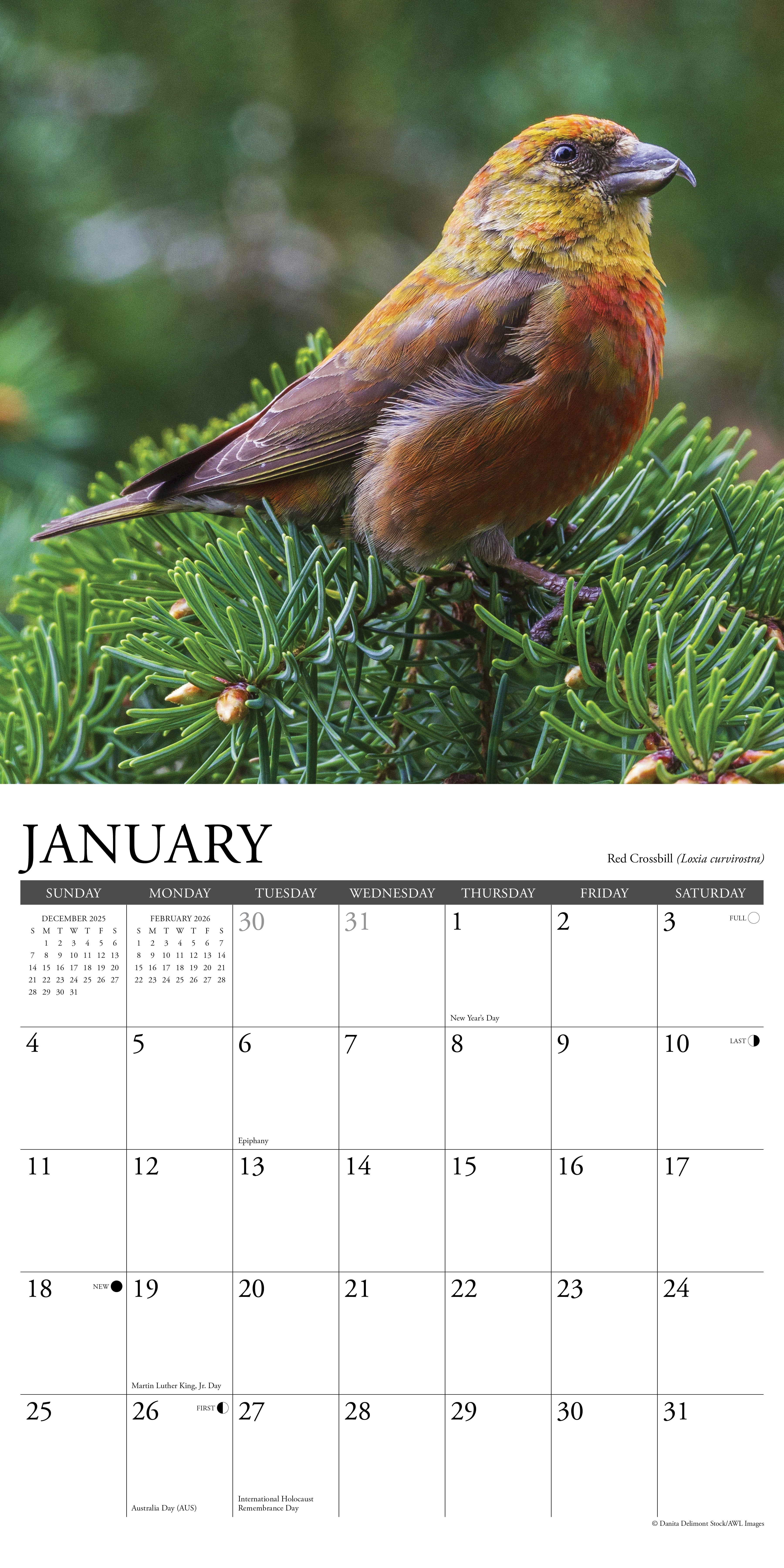 2026 Garden Birds - Square Wall Calendar