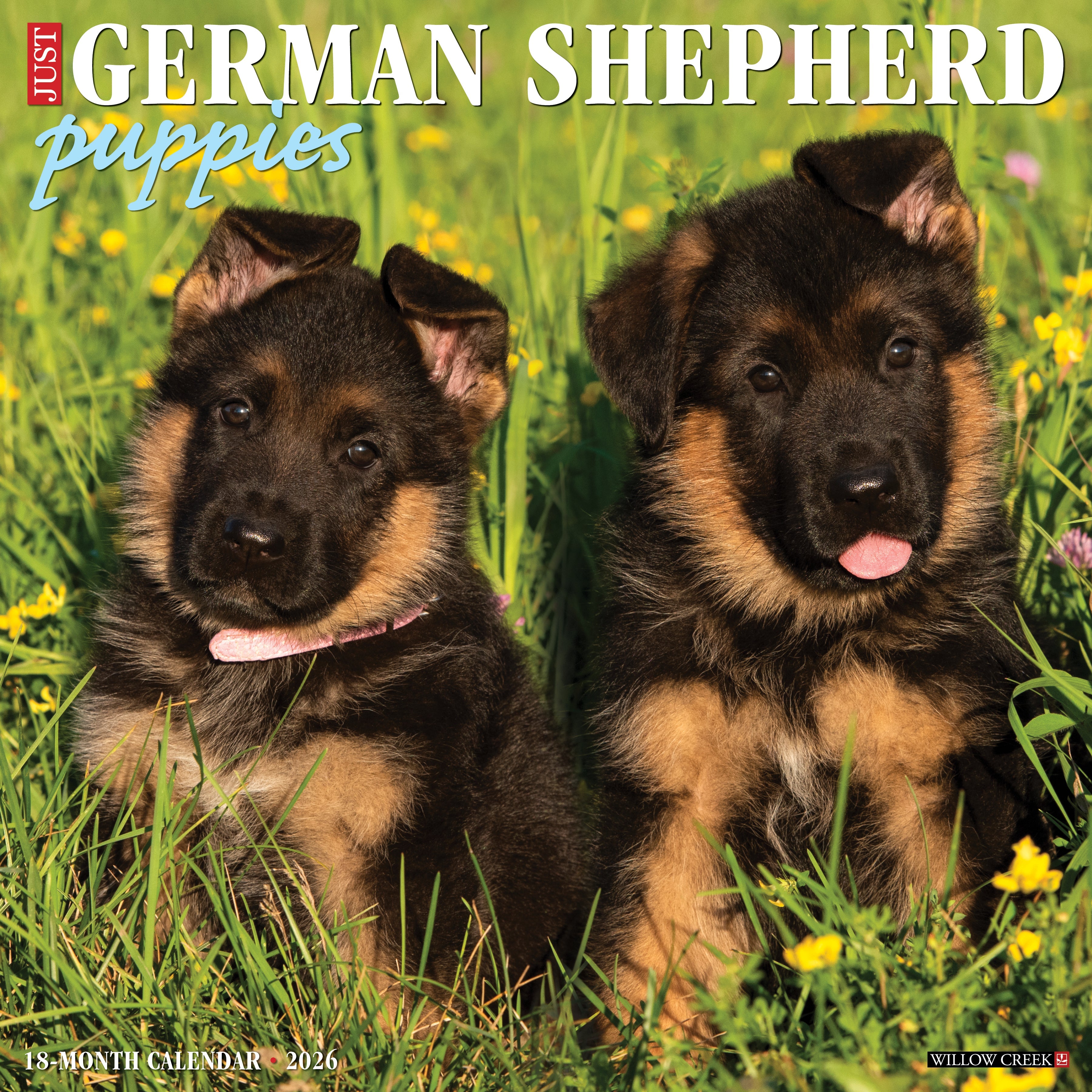 2026 German Shepherd Puppies - Square Wall Calendar