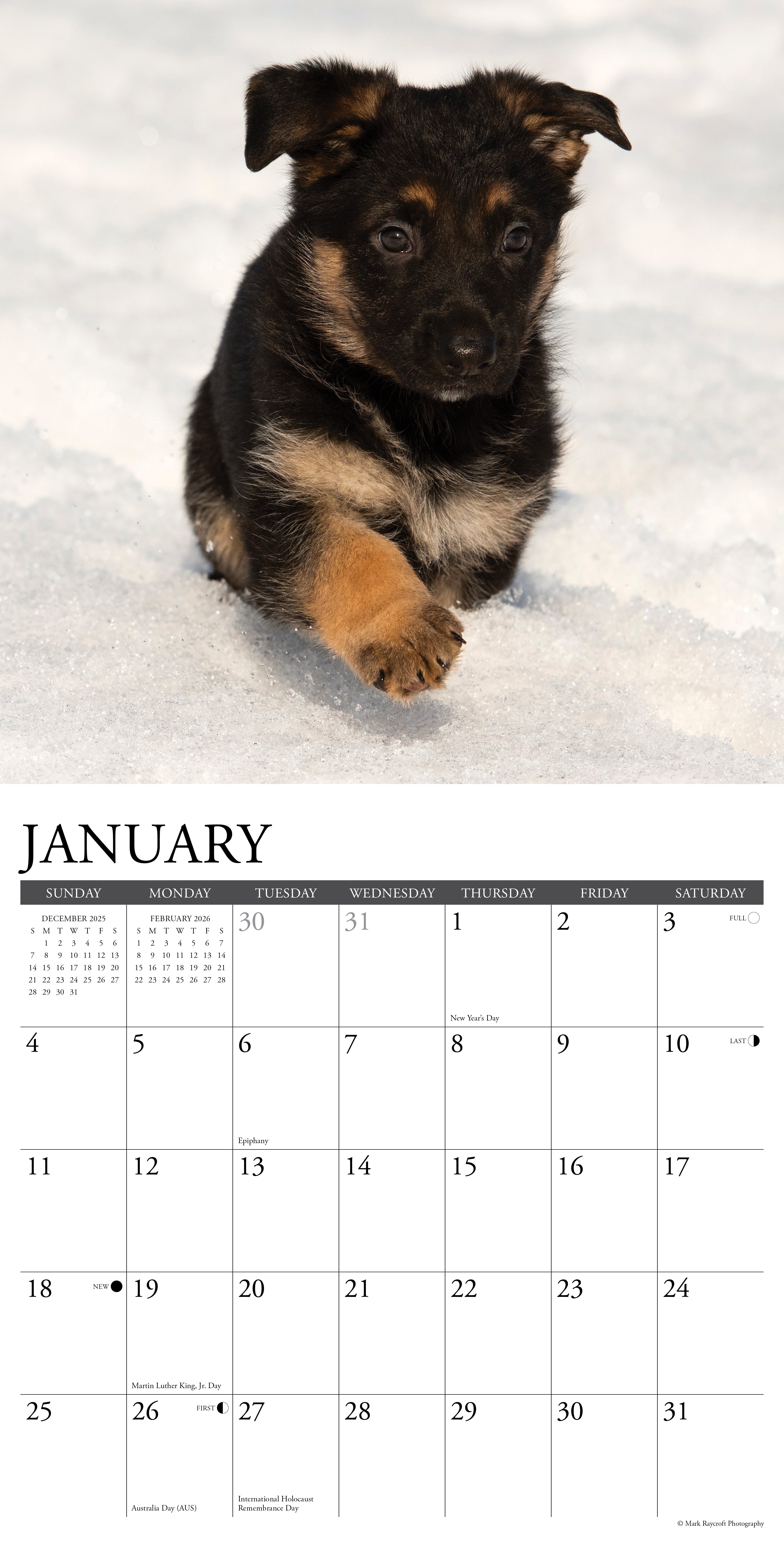 2026 German Shepherd Puppies - Square Wall Calendar