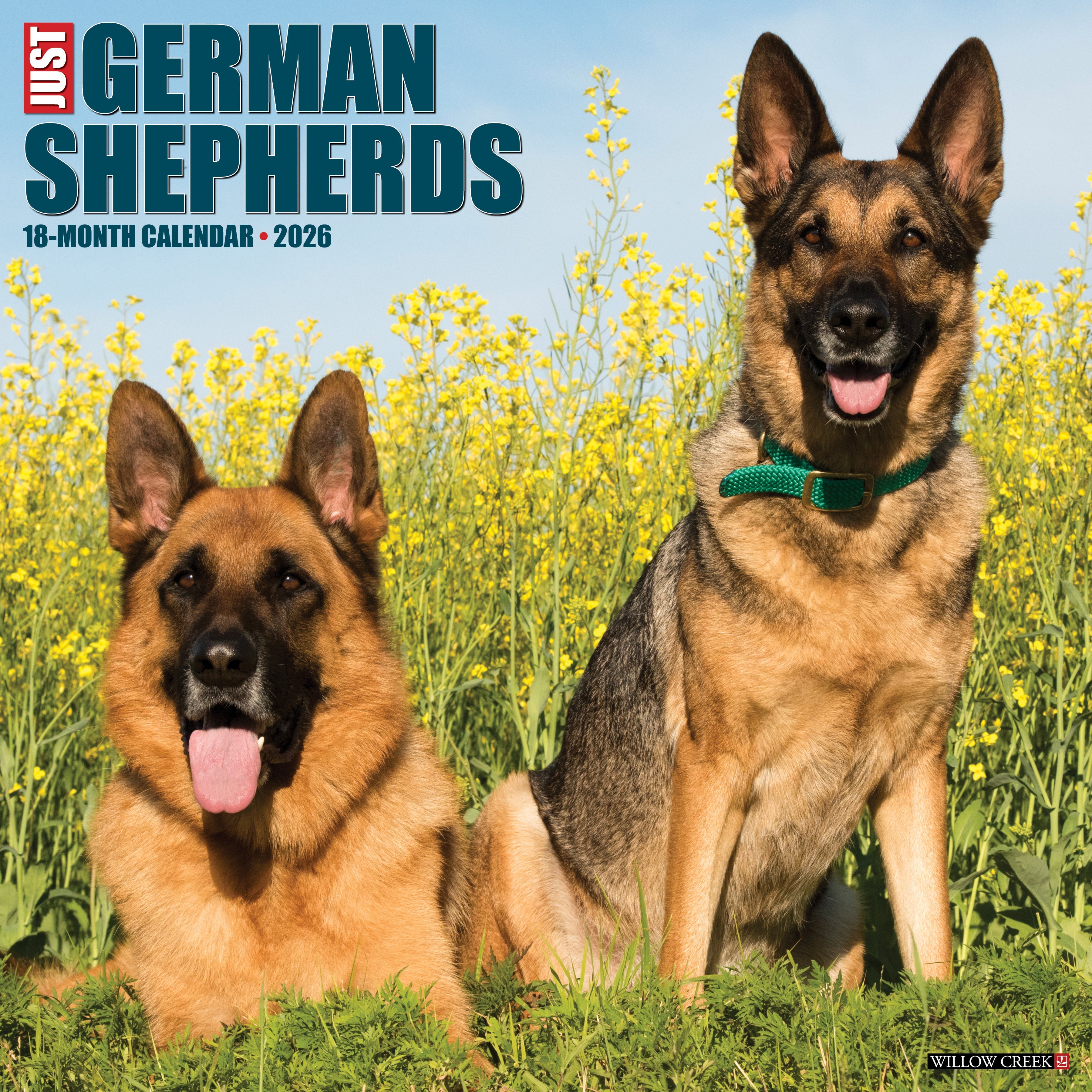 2026 German Shepherds - Square Wall Calendar