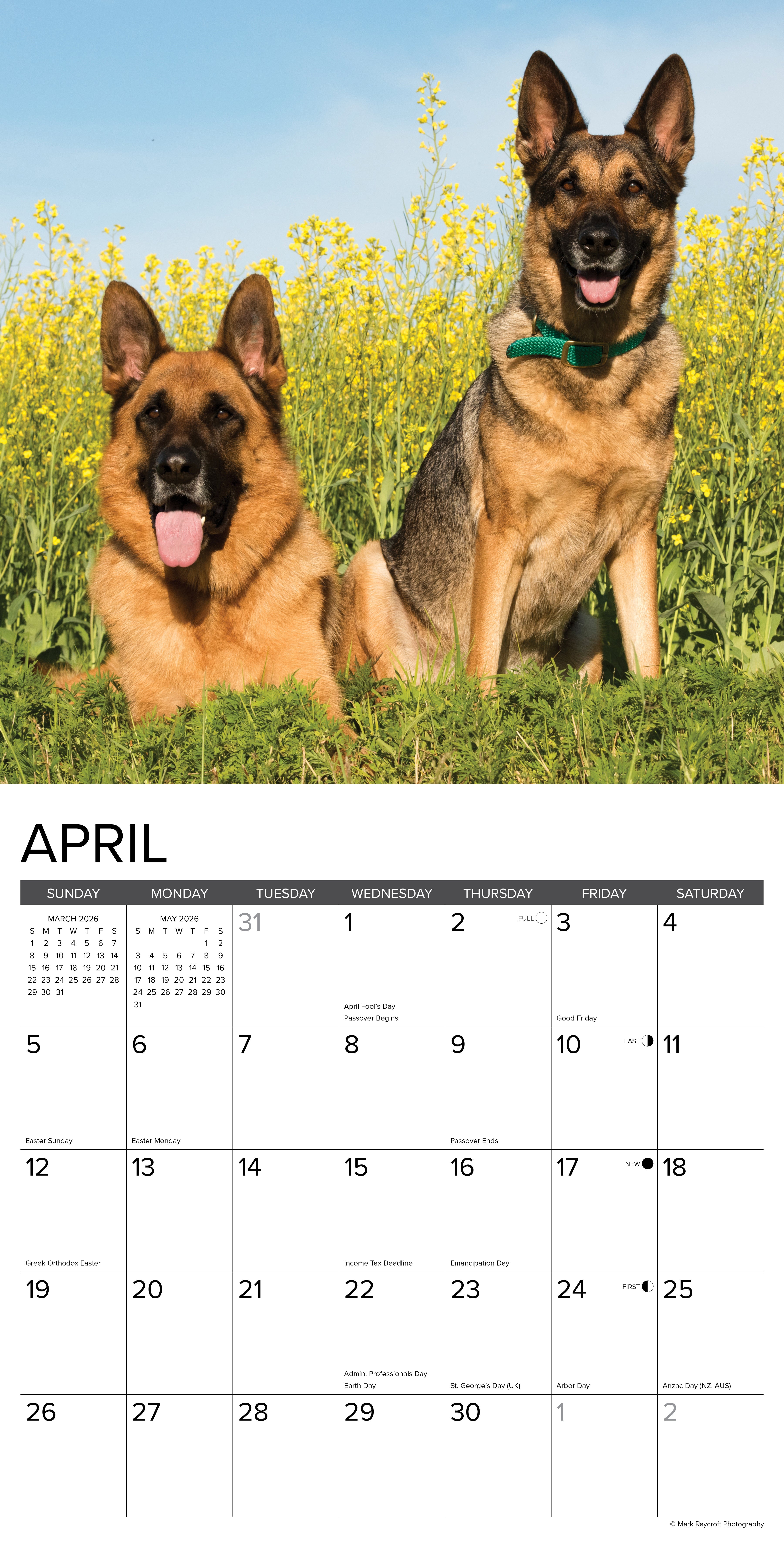 2026 German Shepherds - Square Wall Calendar