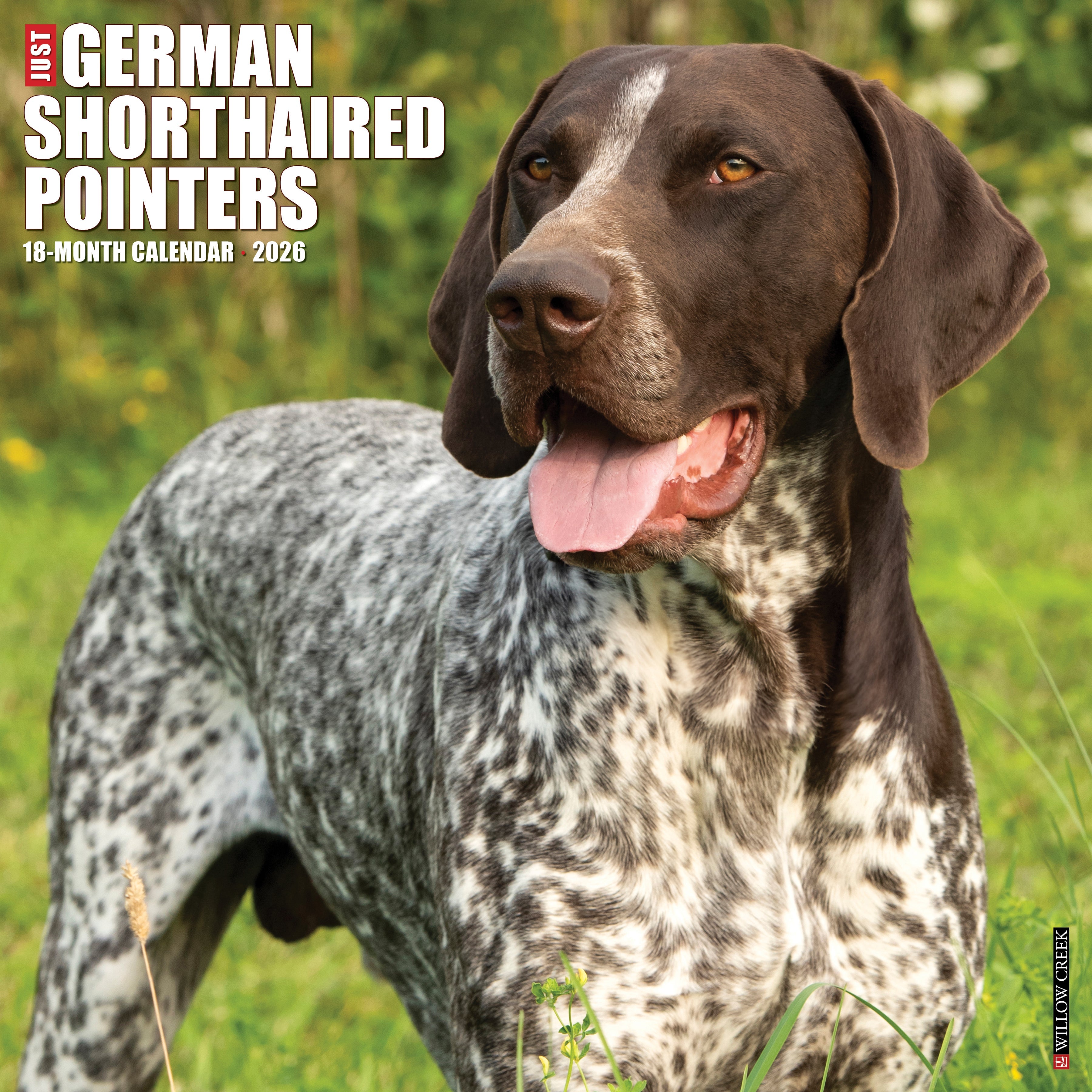 2026 German Shorthaired Pointers - Square Wall Calendar