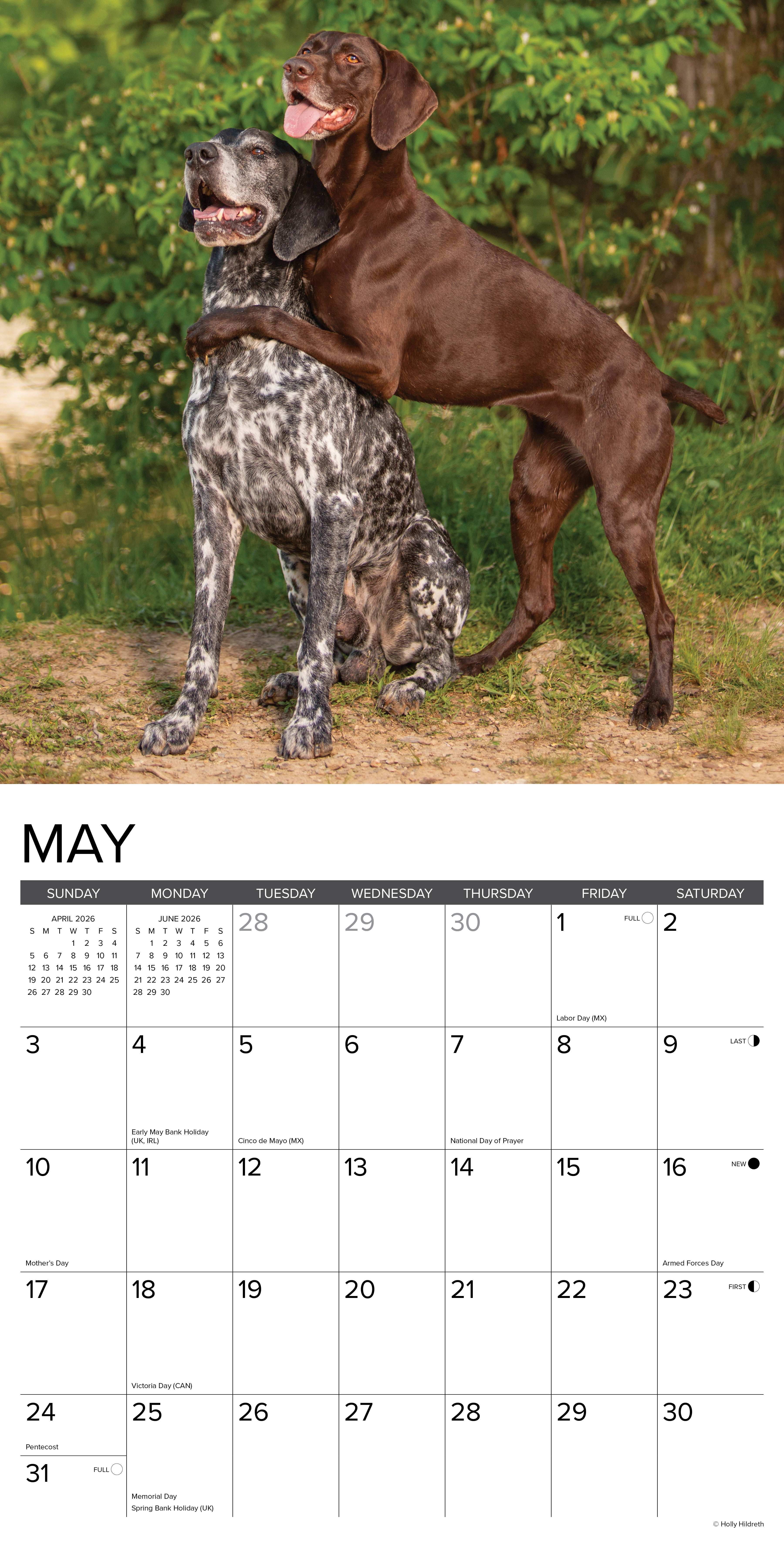 2026 German Shorthaired Pointers - Square Wall Calendar