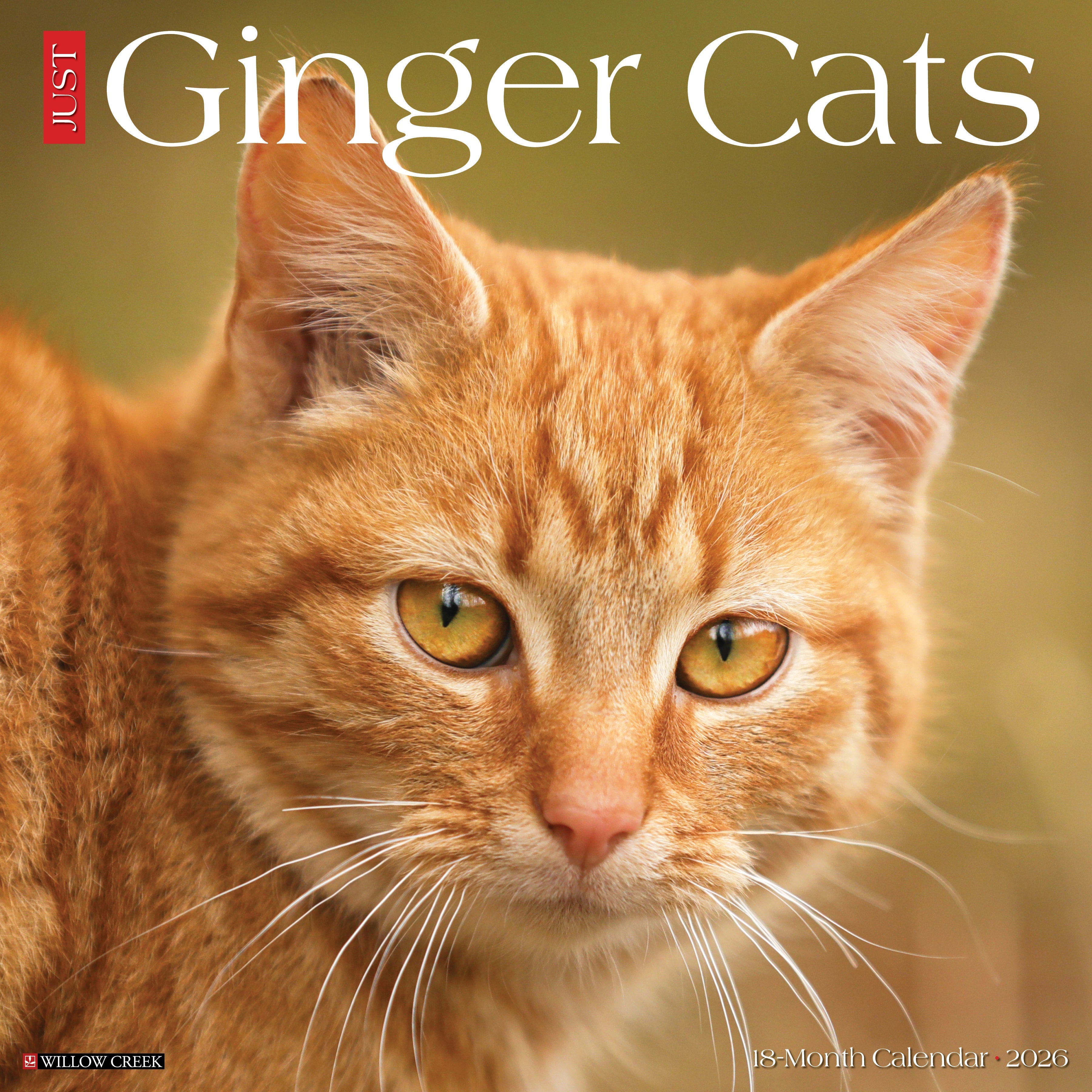 2026 Ginger Cats - Square Wall Calendar