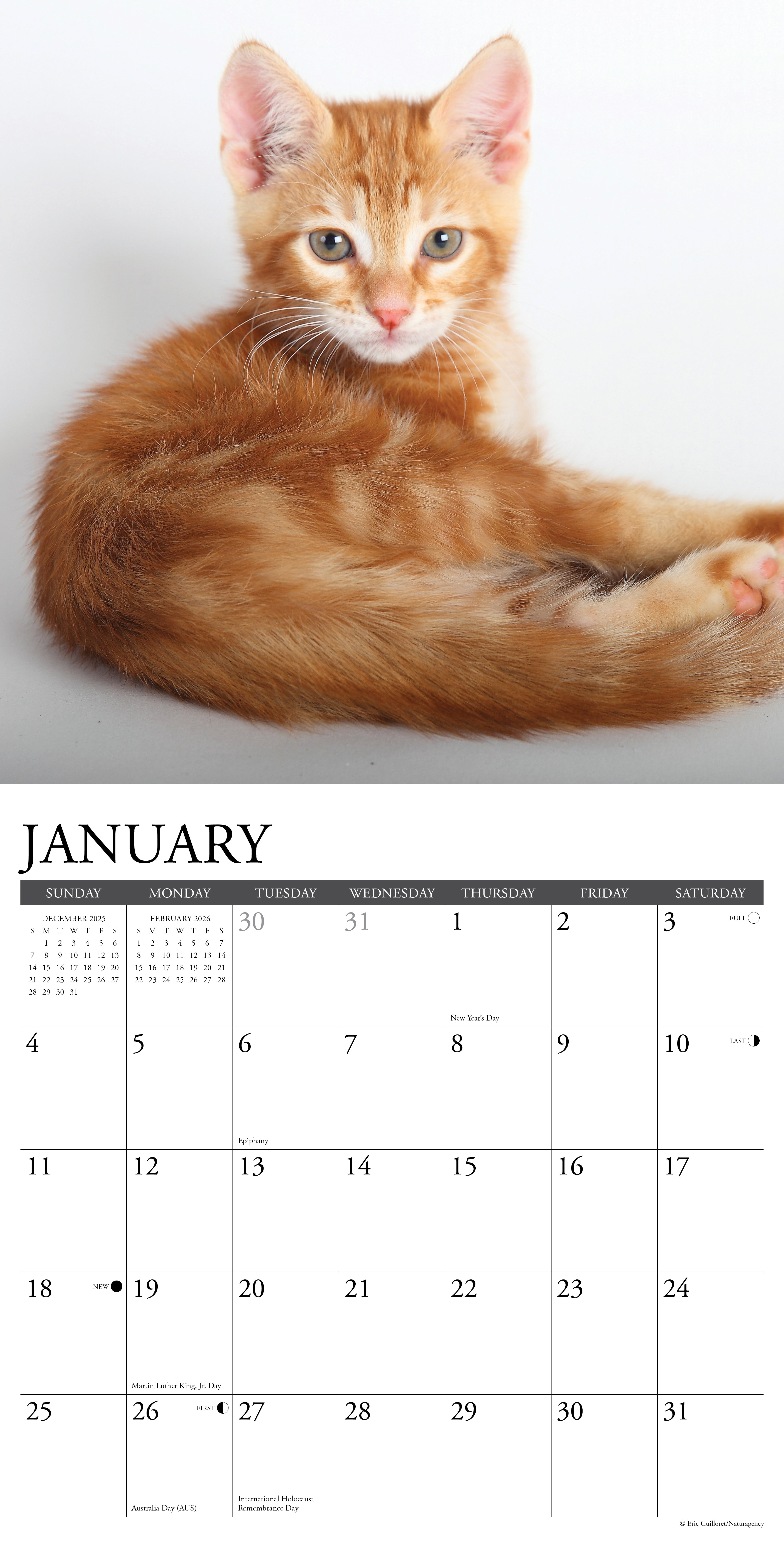 2026 Ginger Cats - Square Wall Calendar