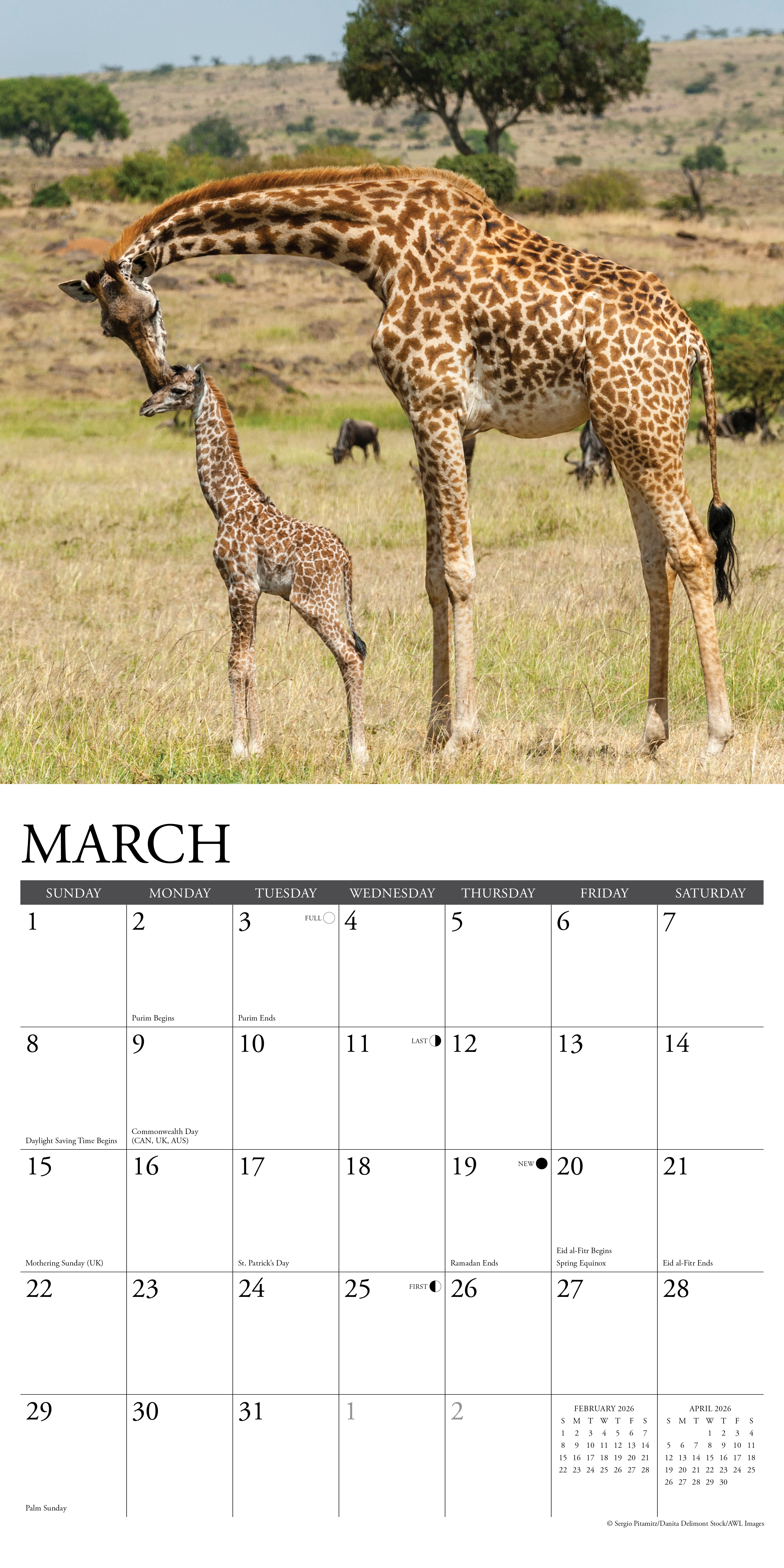2026 Giraffes - Square Wall Calendar