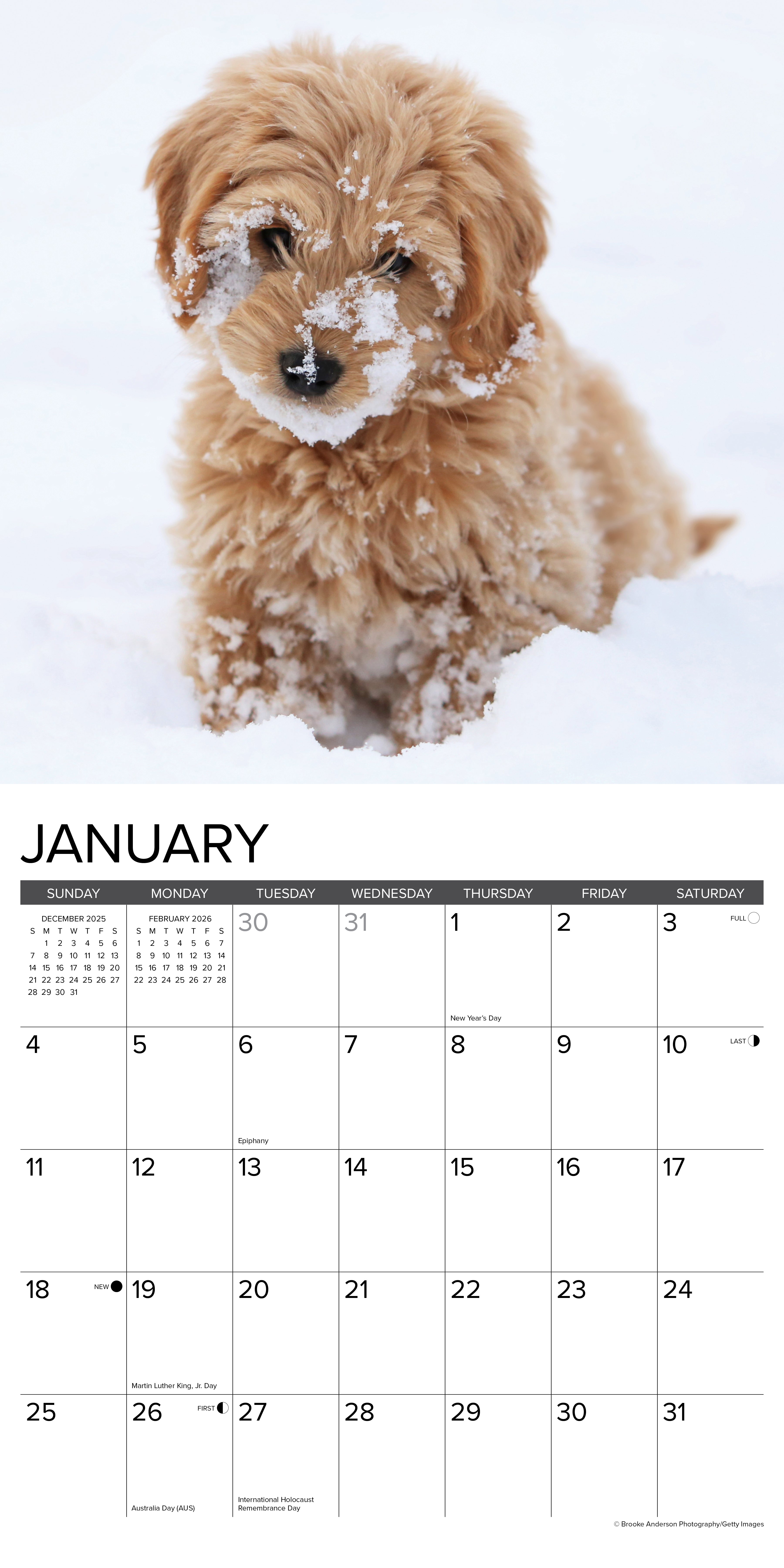 2026 Goldendoodle Puppies - Square Wall Calendar