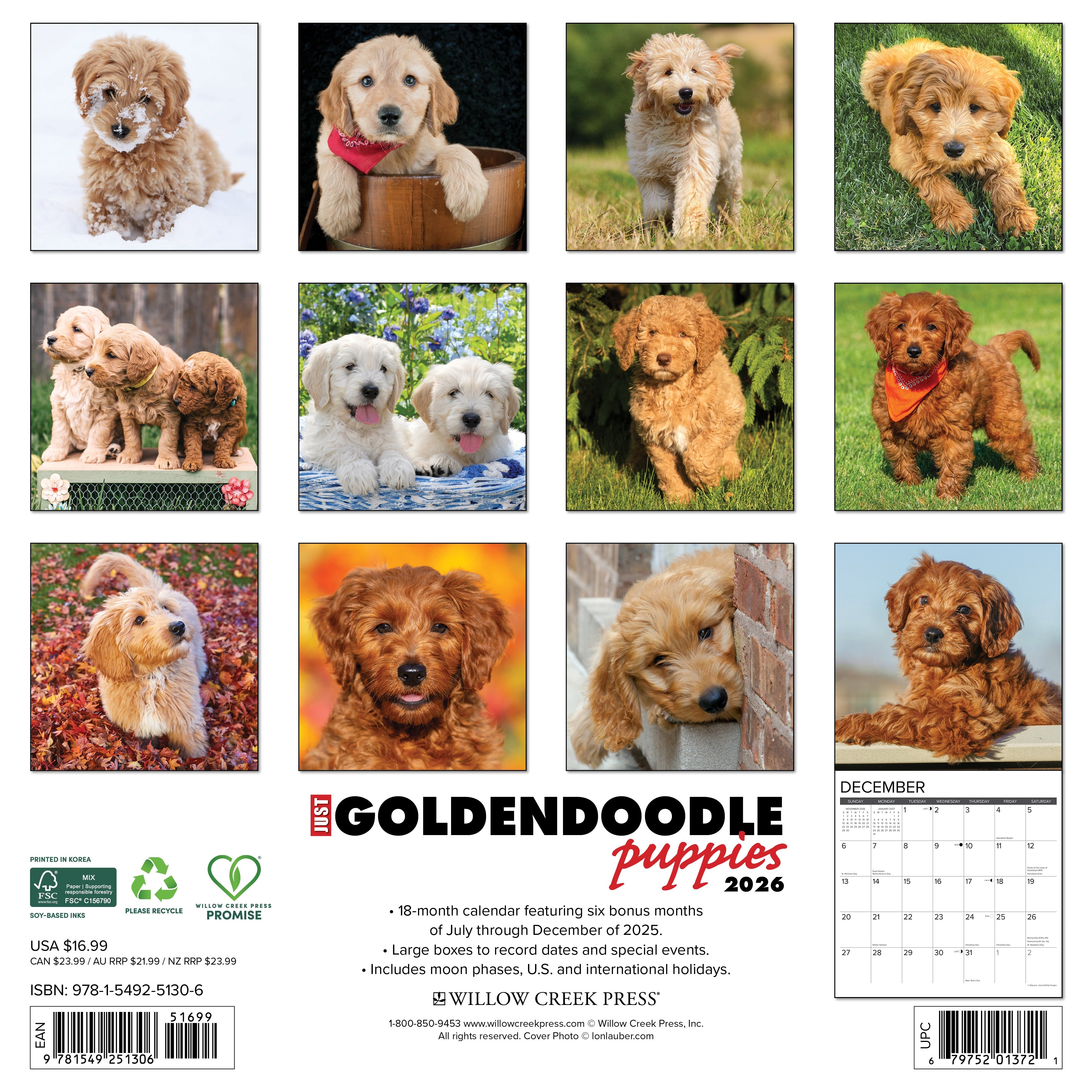 2026 Goldendoodle Puppies - Square Wall Calendar