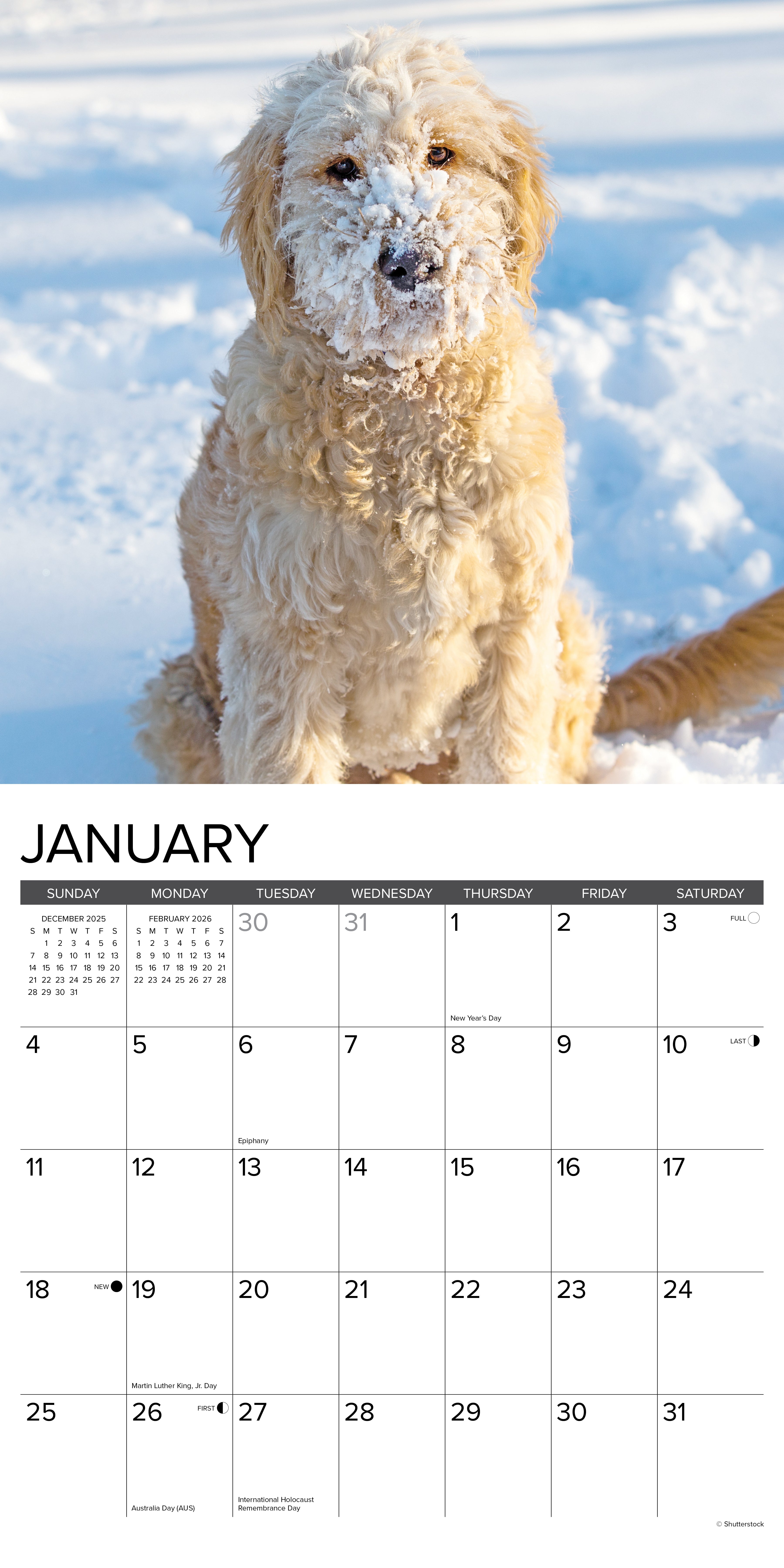 2026 Goldendoodles - Square Wall Calendar
