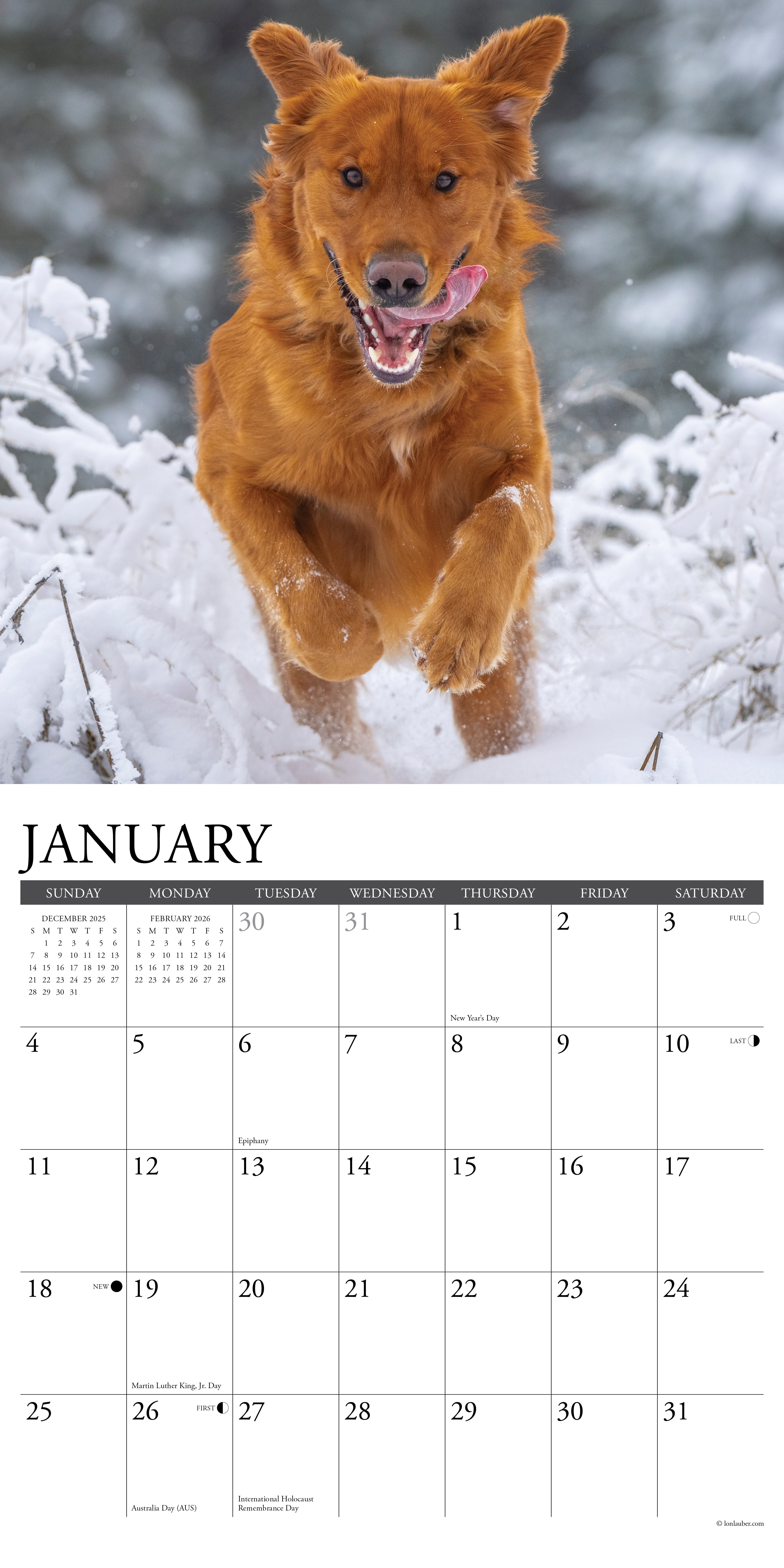 2026 Goldens - Square Wall Calendar