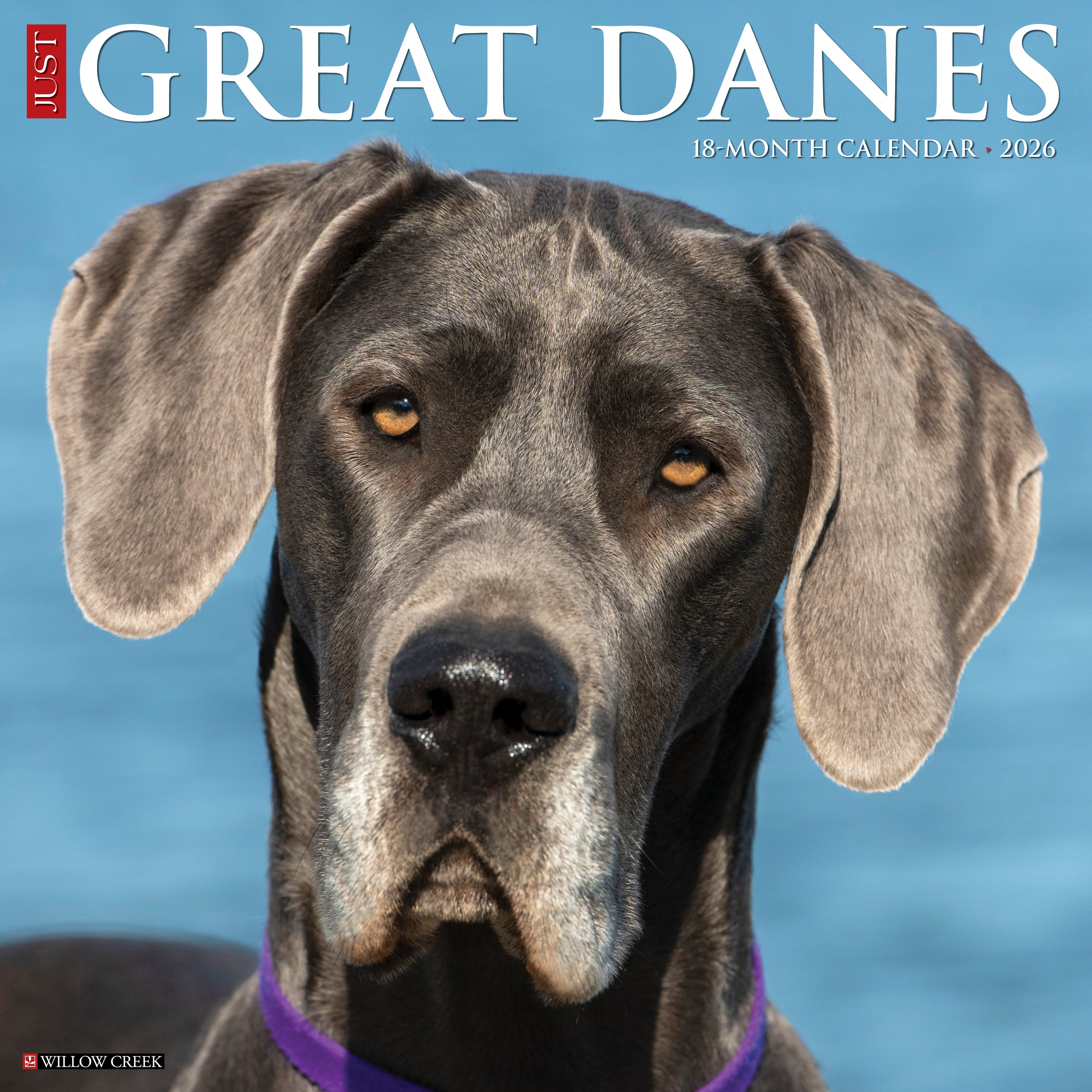 2026 Great Danes - Square Wall Calendar