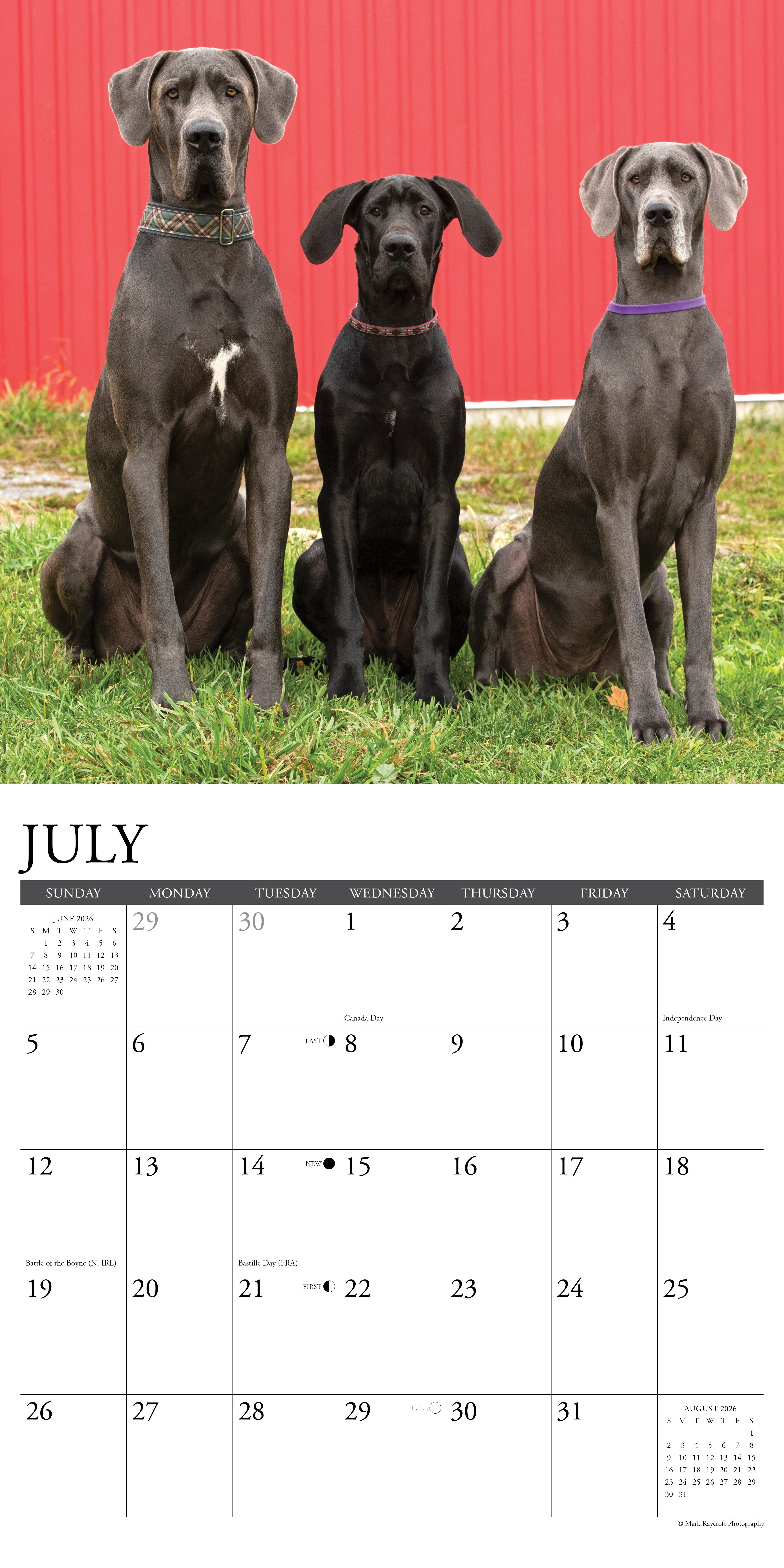 2026 Great Danes - Square Wall Calendar