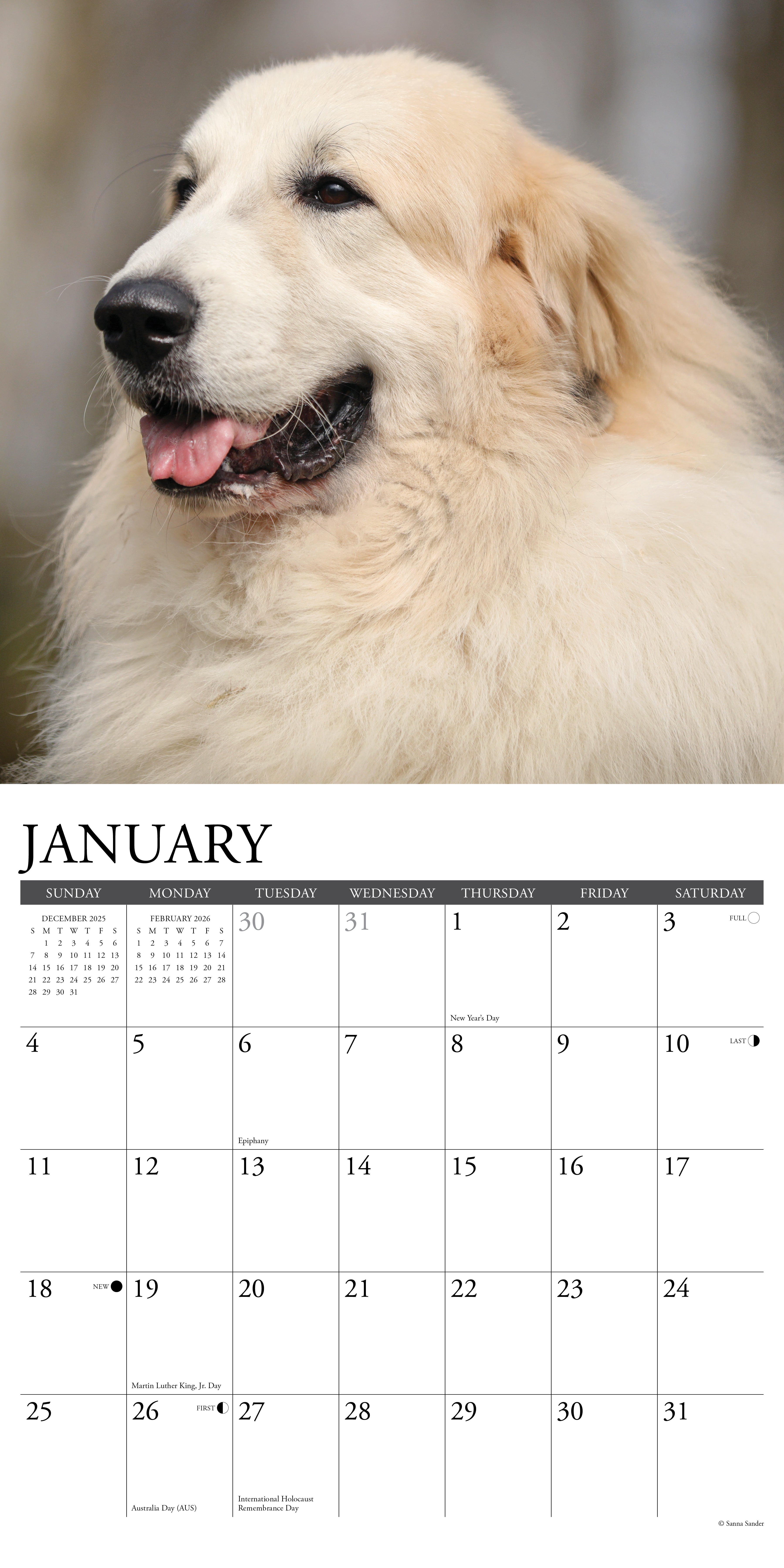 2026 Great Pyrenees - Square Wall Calendar