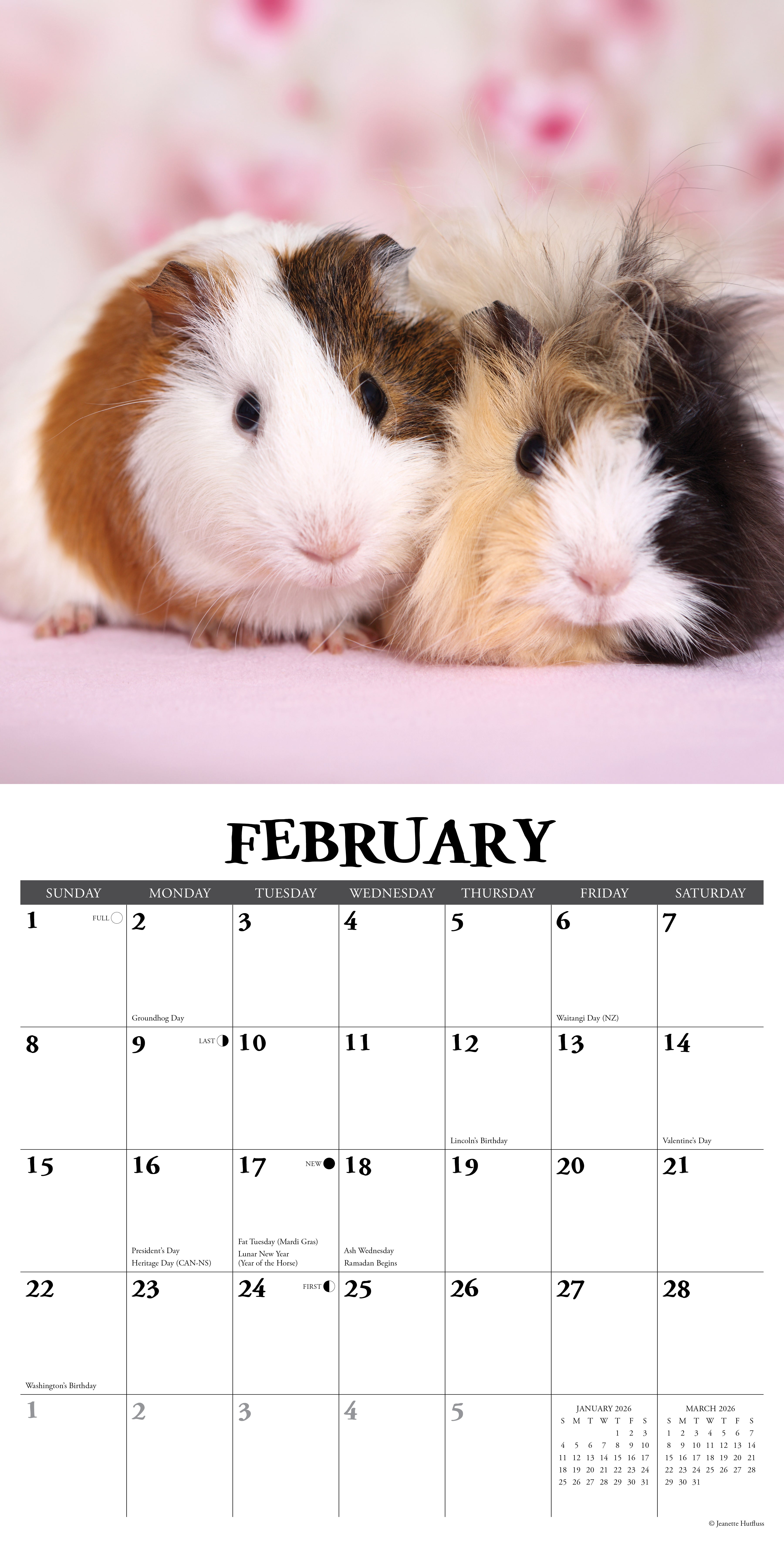 2026 Guinea Pigs - Square Wall Calendar