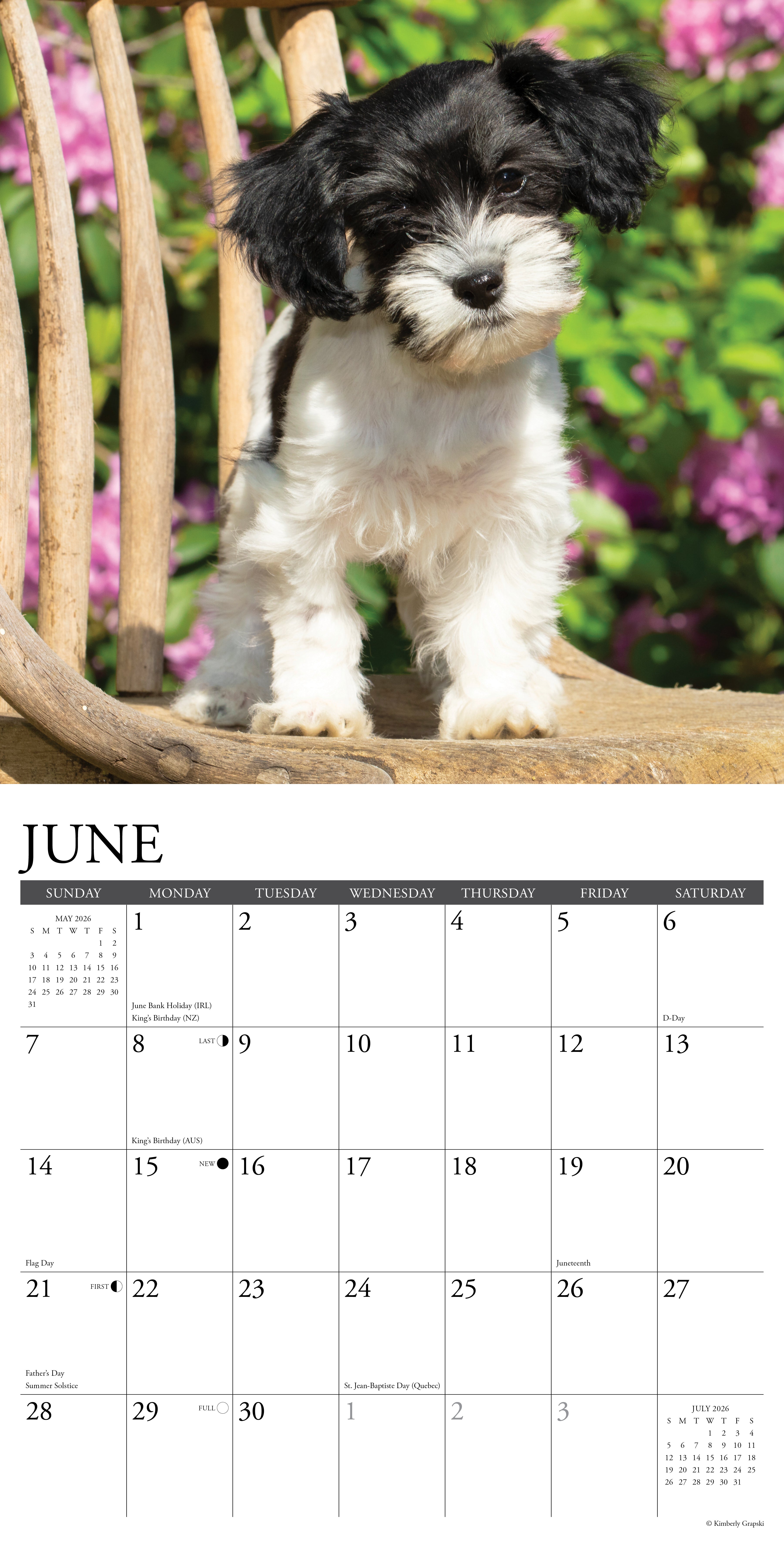 2026 Havanese - Square Wall Calendar