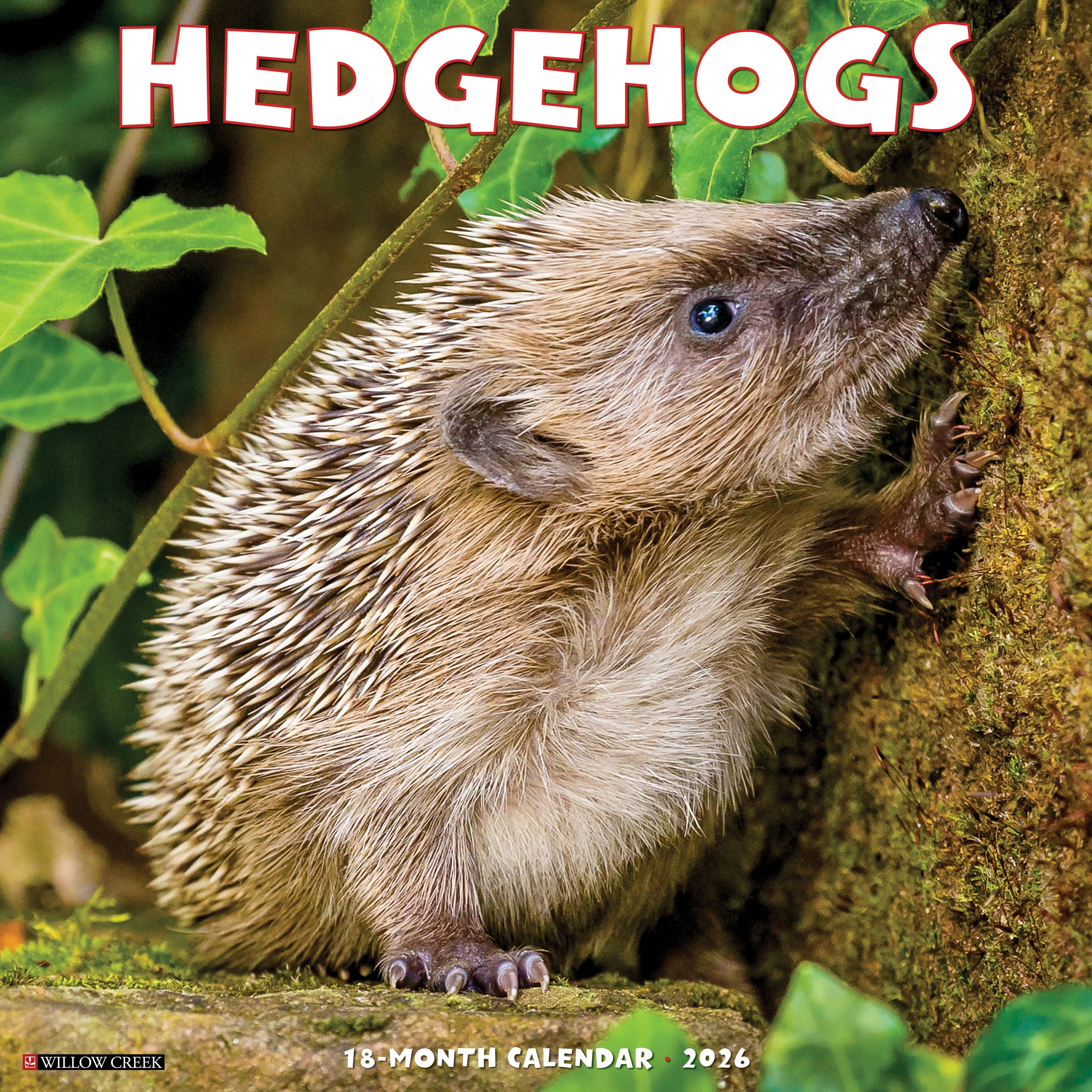 2026 Hedgehogs - Square Wall Calendar