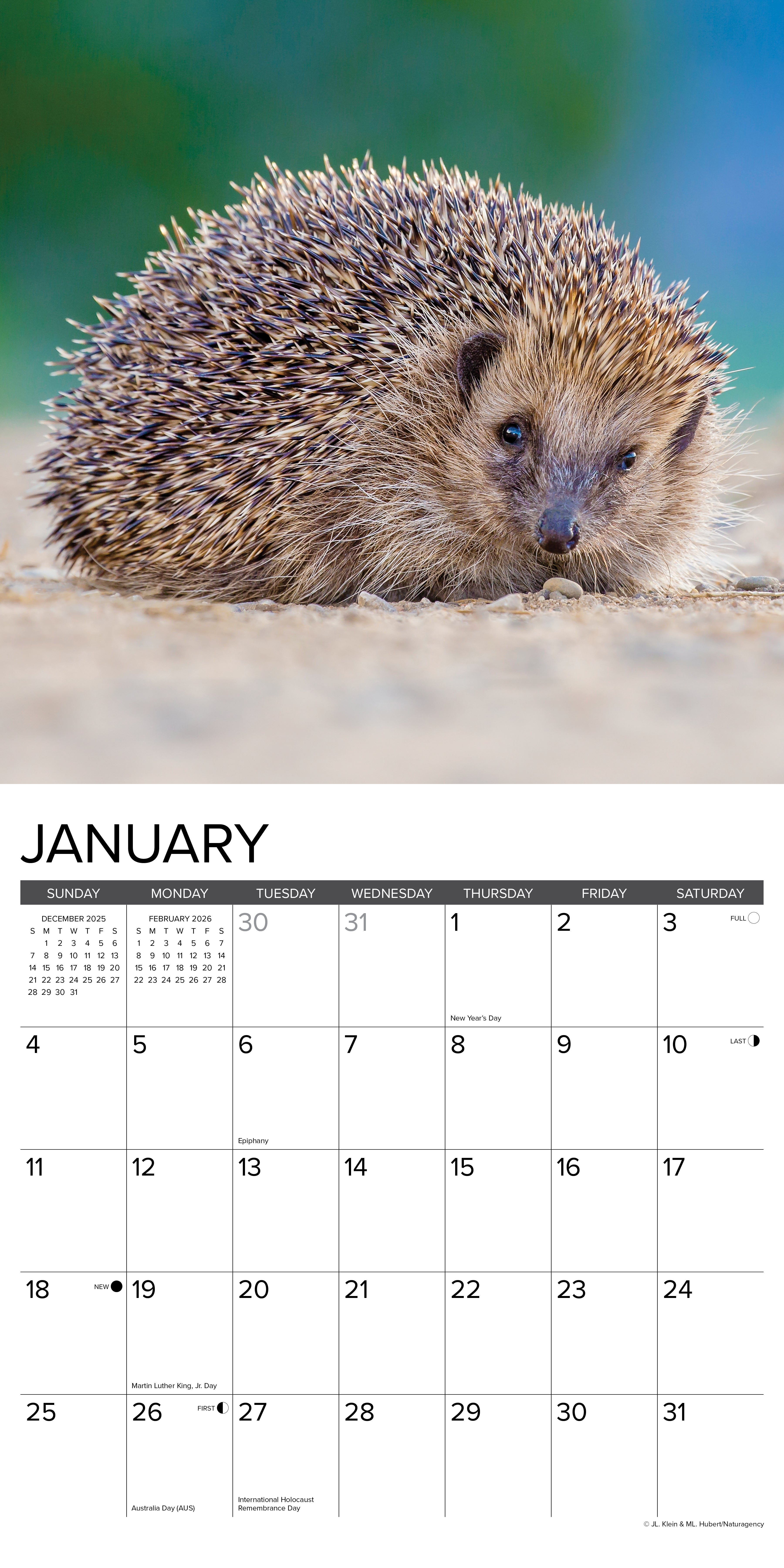 2026 Hedgehogs - Square Wall Calendar
