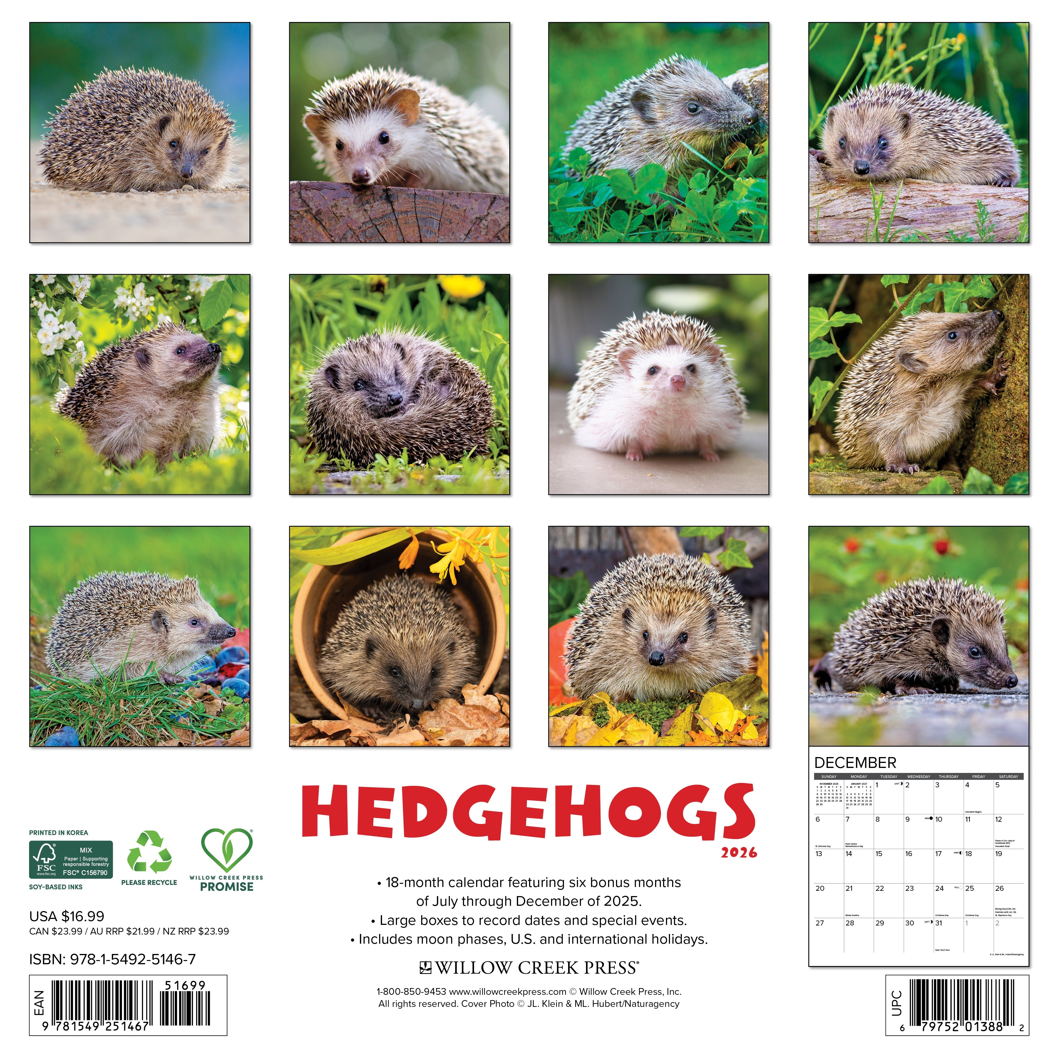 2026 Hedgehogs - Square Wall Calendar