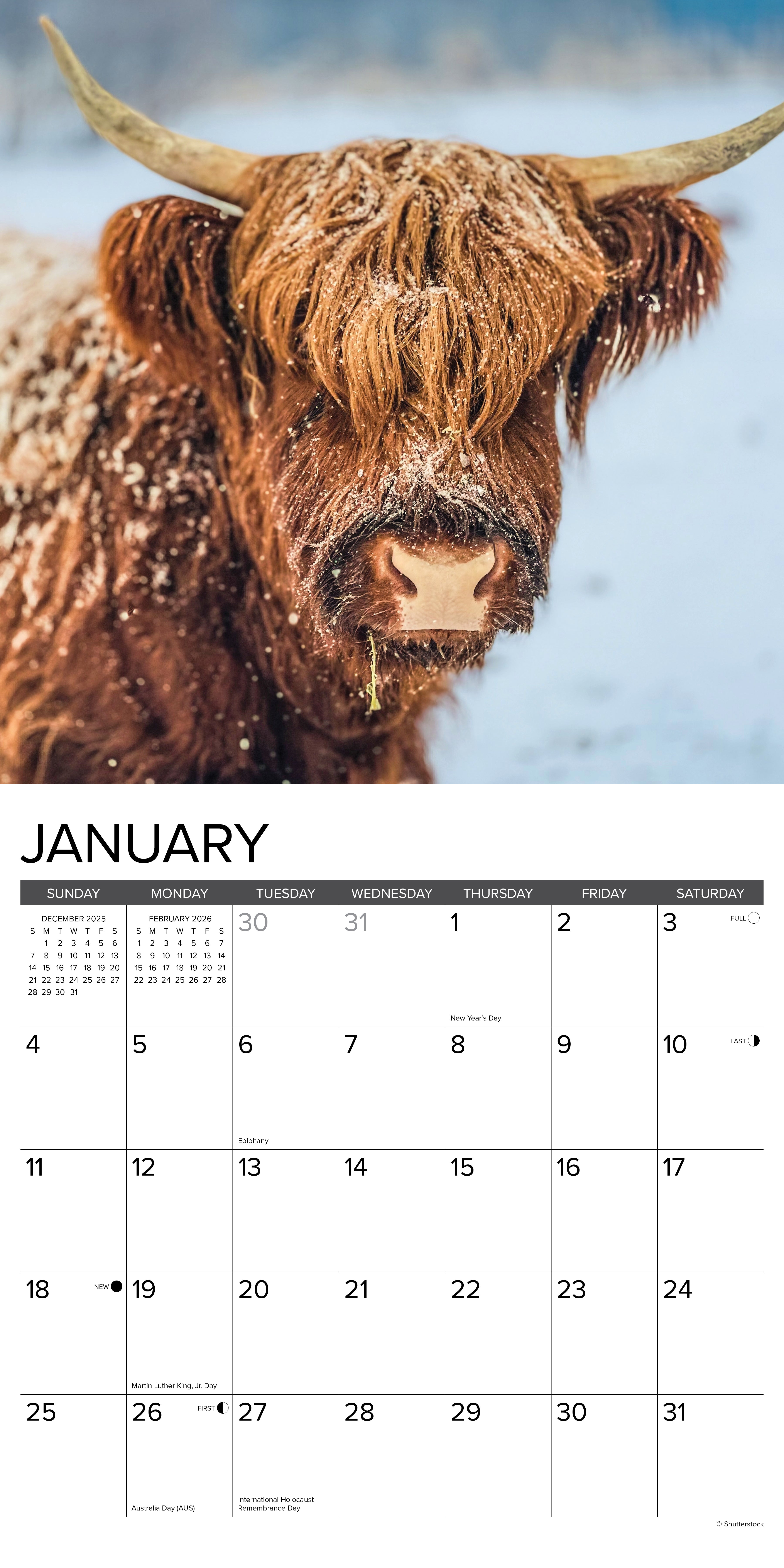 2026 Highland Cows - Square Wall Calendar