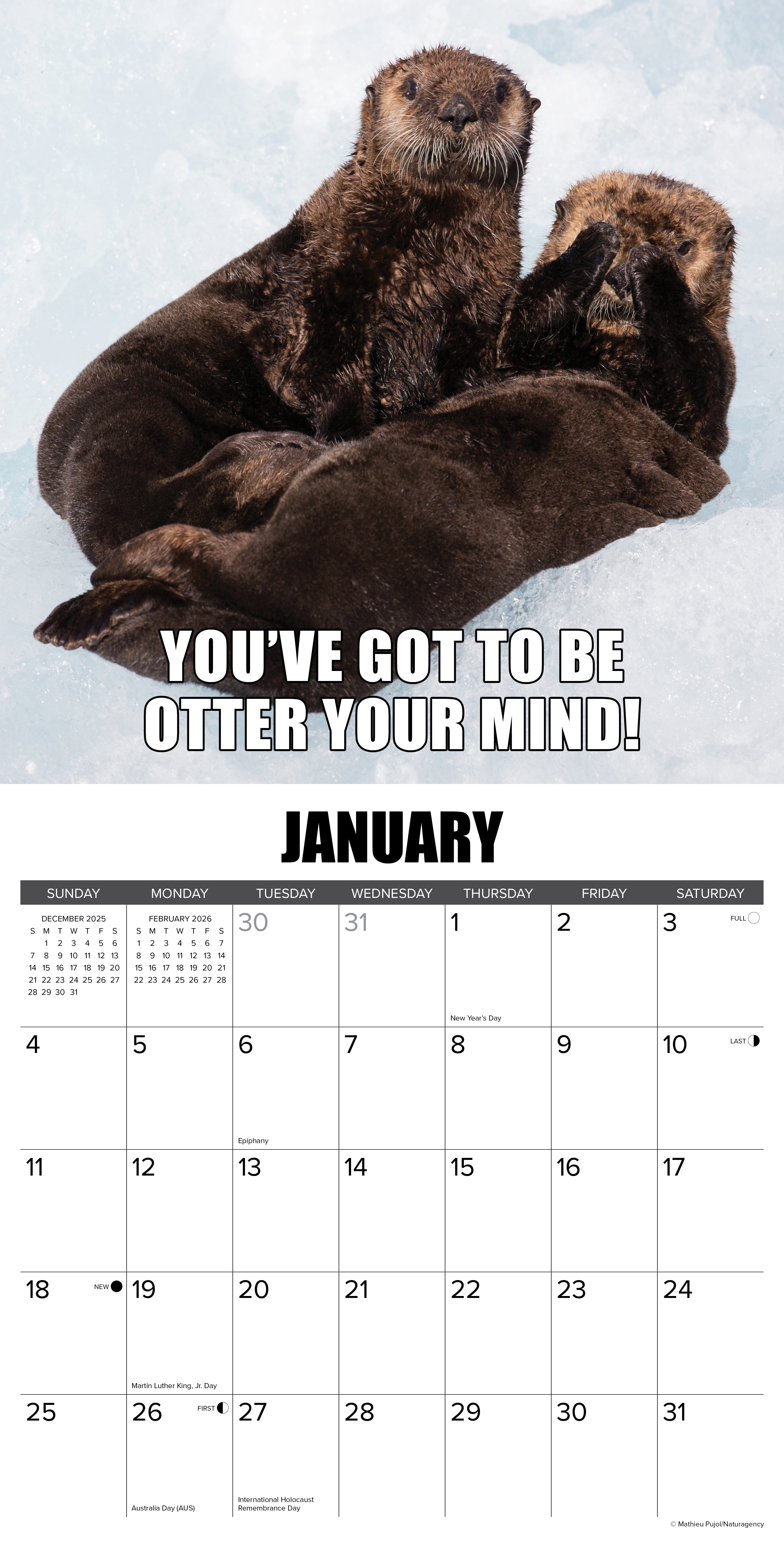 2026 In Otter News - Square Wall Calendar